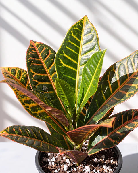 Croton "Petra"