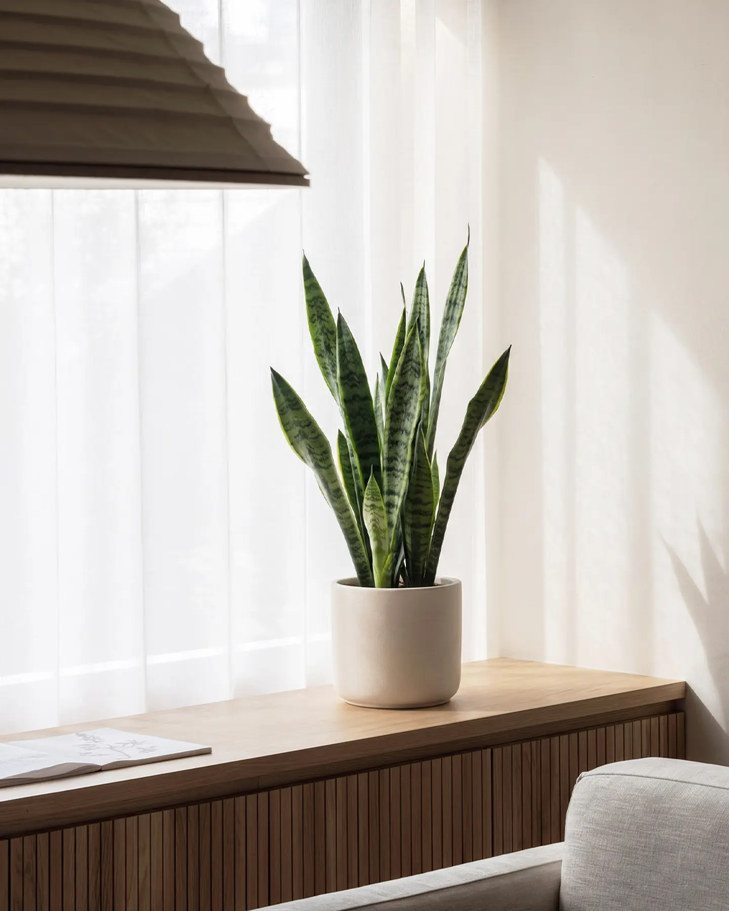 Sansevieria (Lengua de Suegra) 4