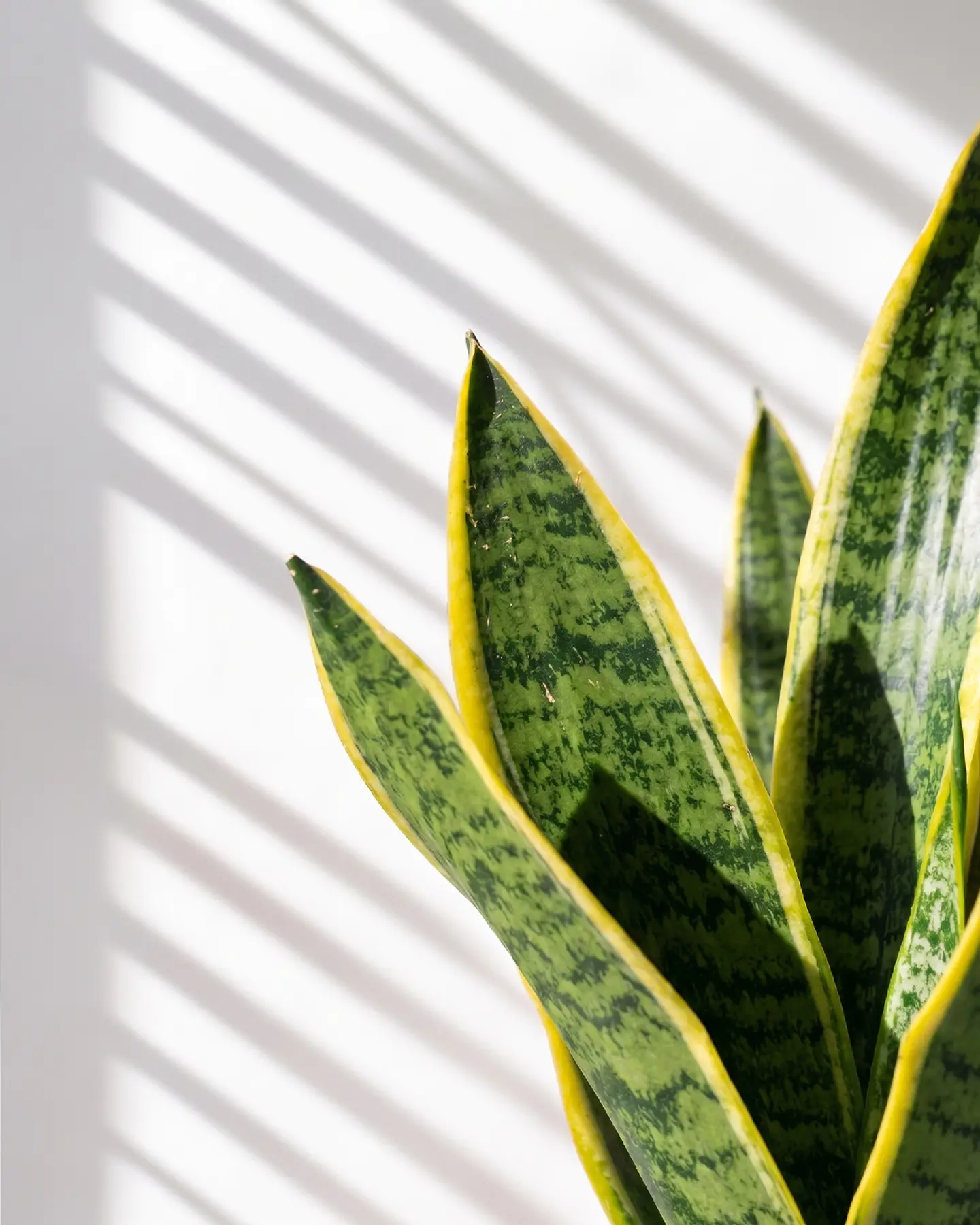 Sansevieria (Lengua de Suegra) 2