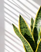 Sansevieria (Lengua de Suegra) - Miniatura 2