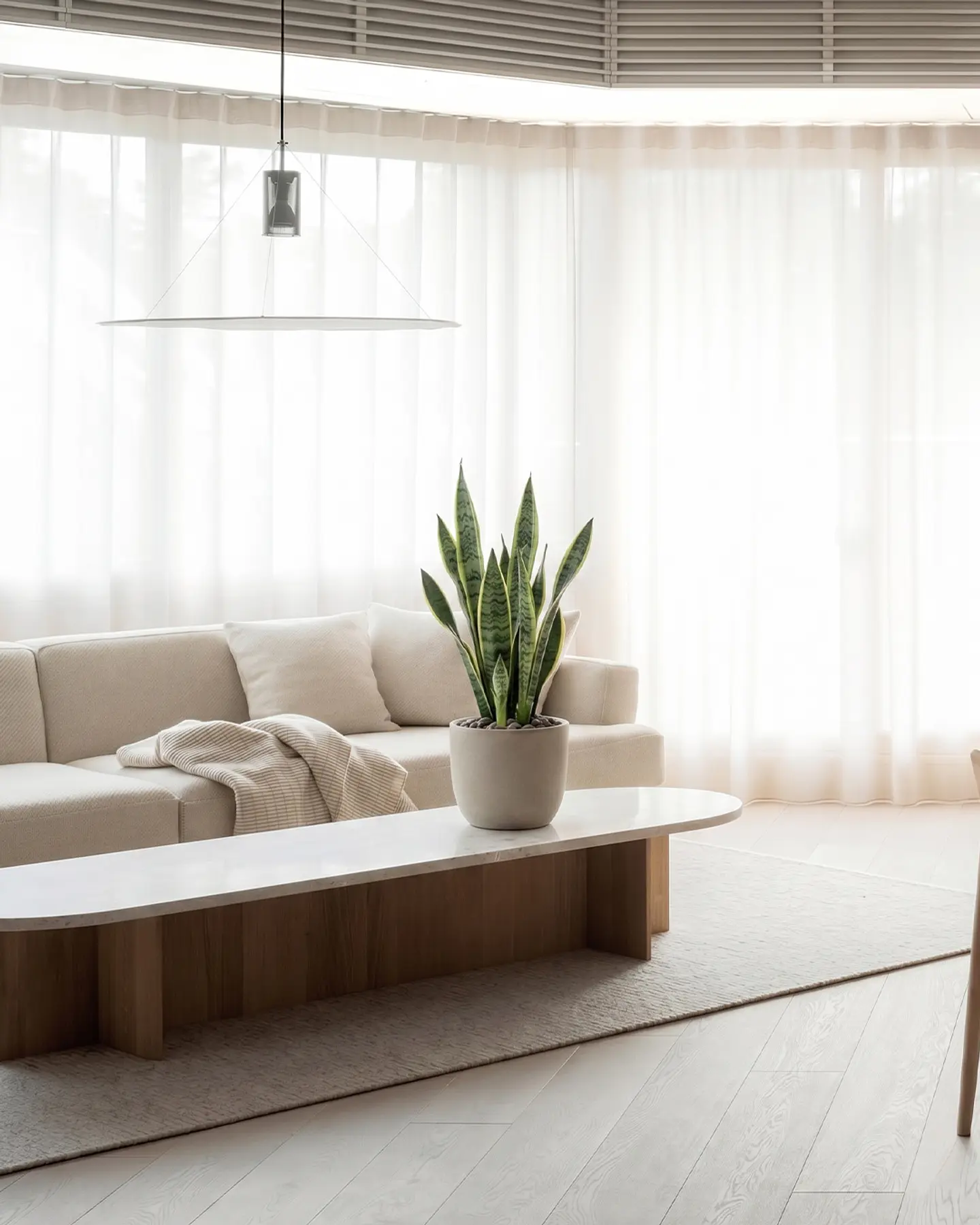 Sansevieria (Lengua de Suegra) 3