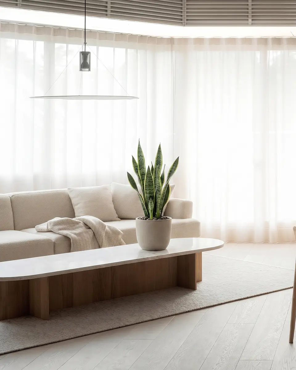 Sansevieria (Lengua de Suegra) 3