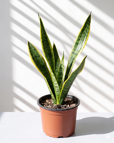 Sansevieria (Lengua de Suegra)