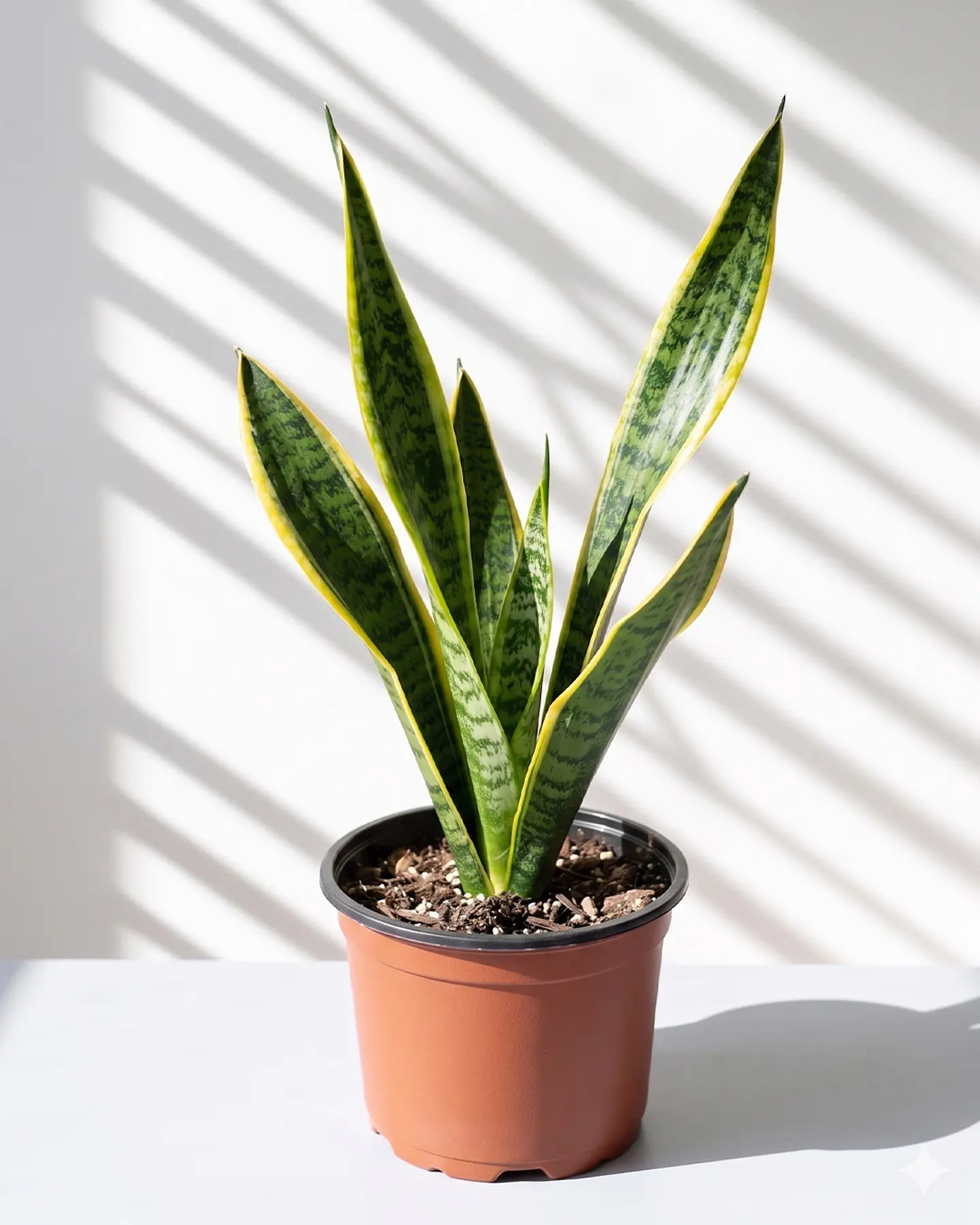 Sansevieria (Lengua de Suegra) 1