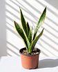 Sansevieria (Lengua de Suegra) - Miniatura 1