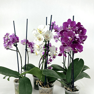 Orquídea Phalaenopsis