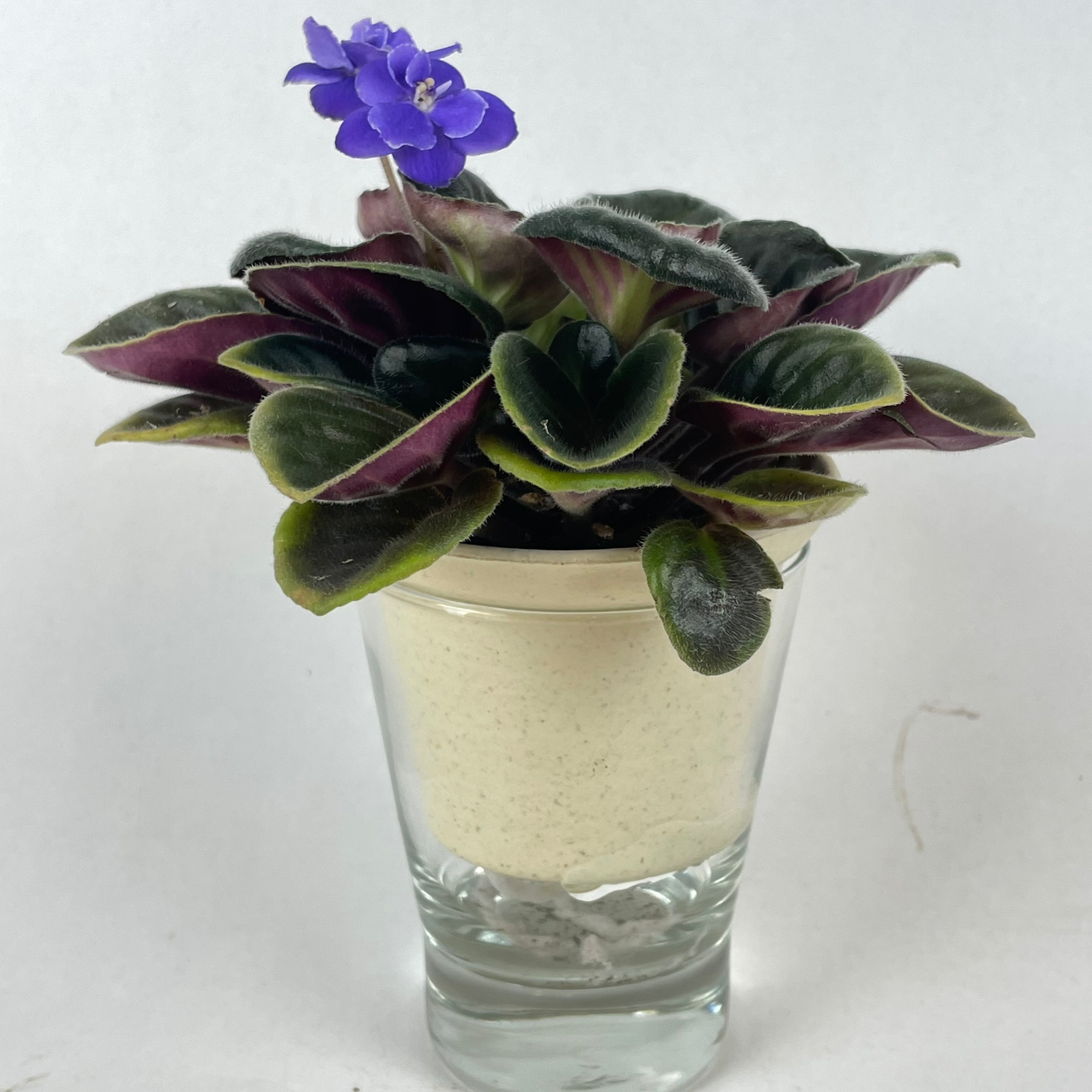 Violeta Africana