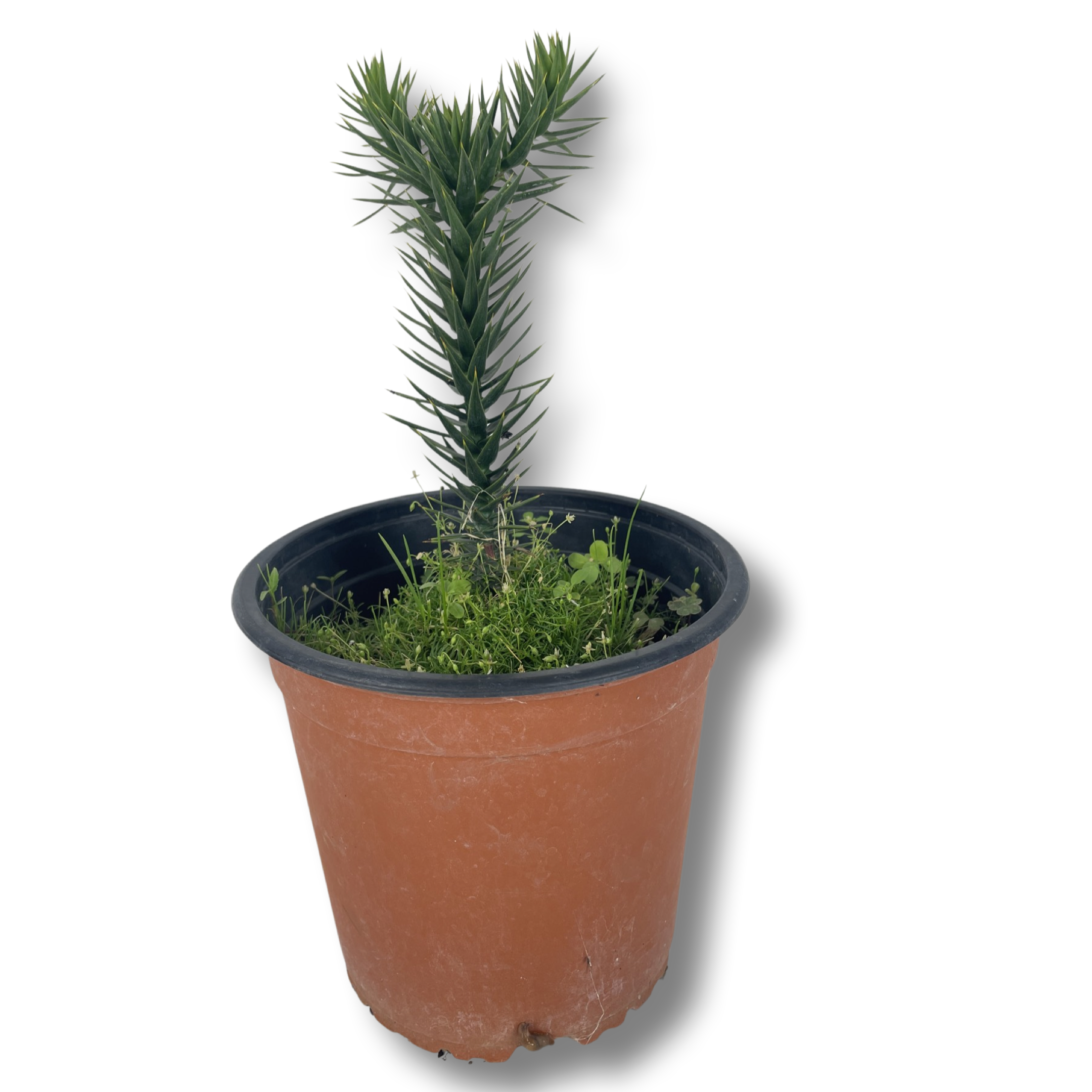 Araucaria Chilena