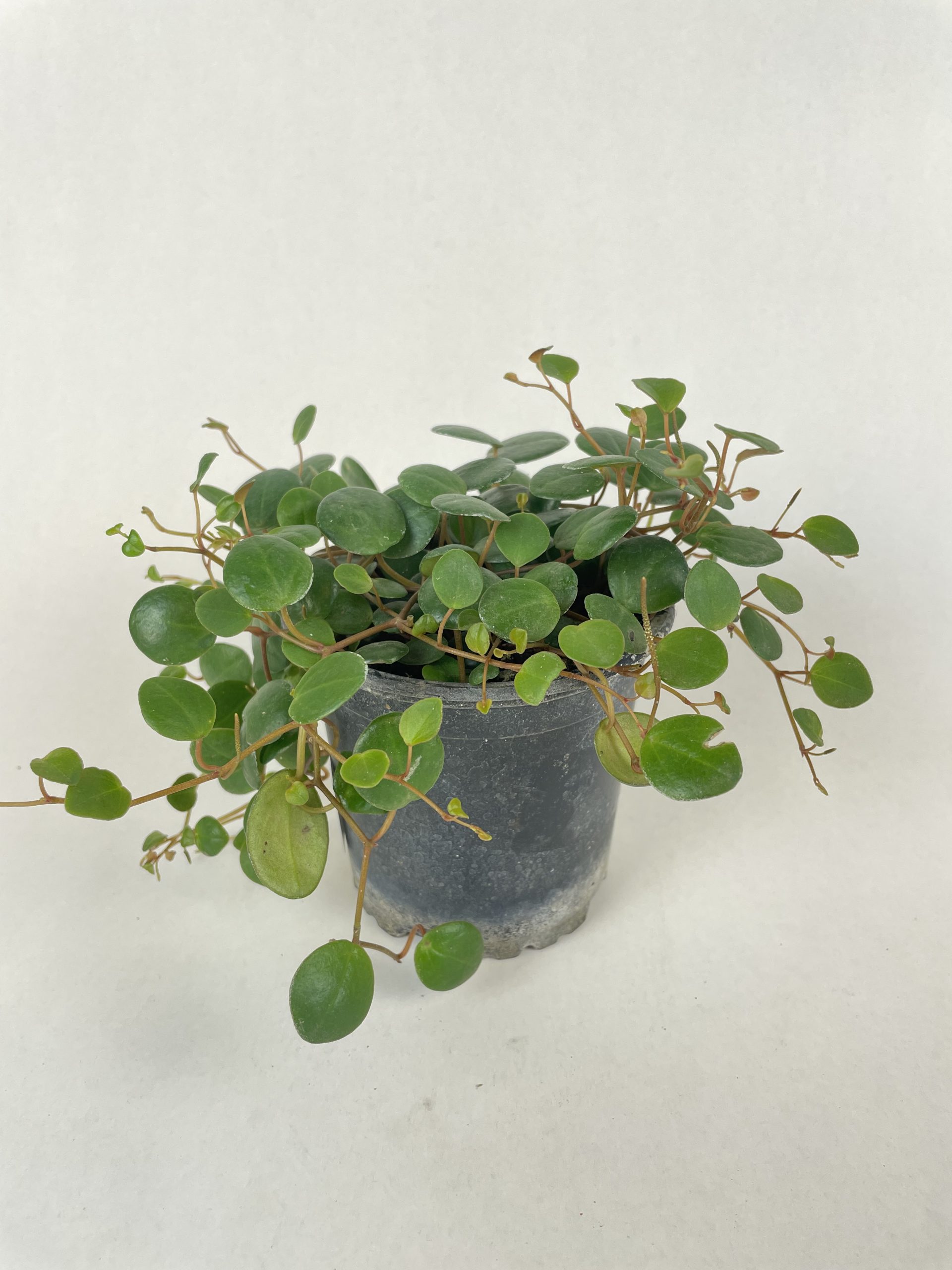Peperomia Pepperspot