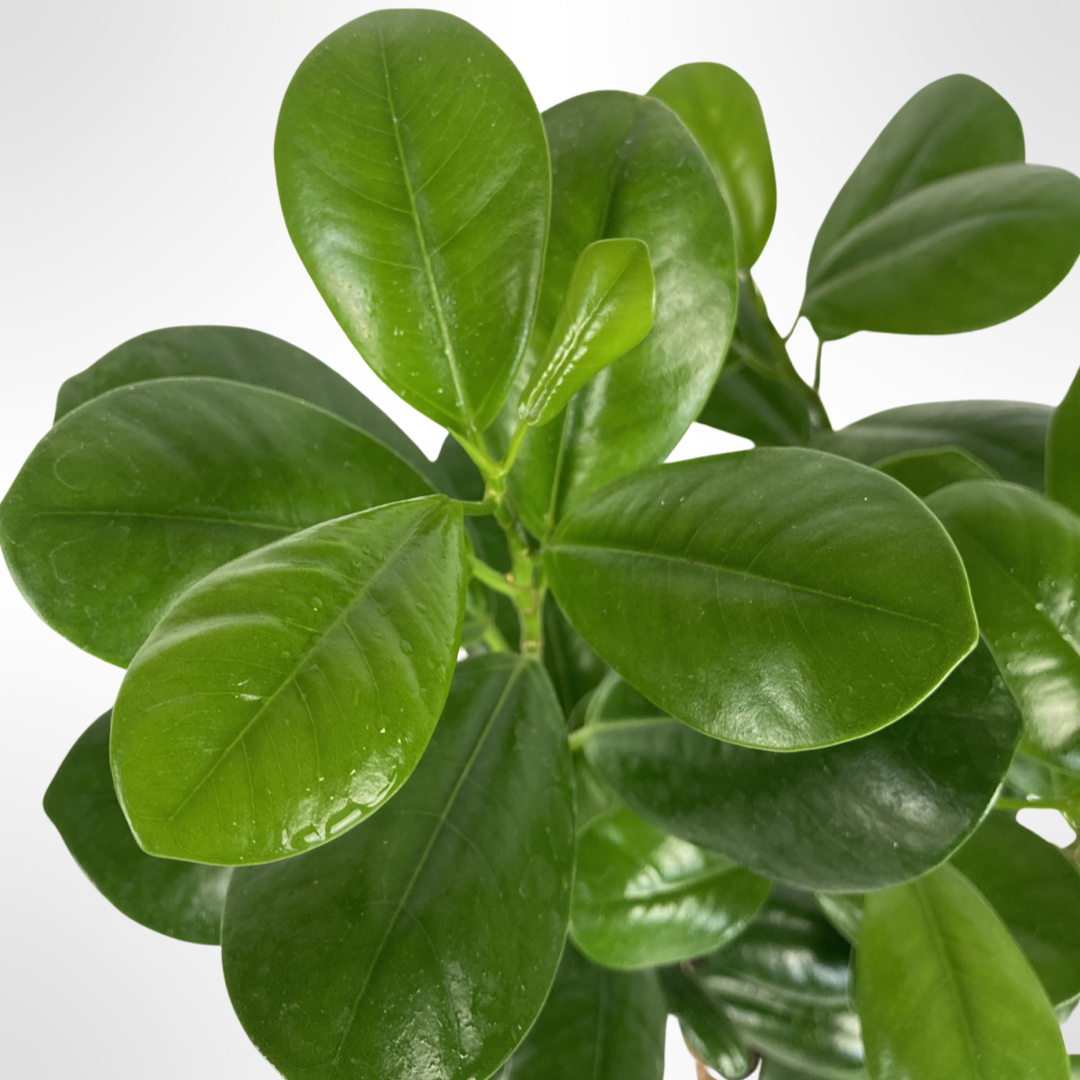 Ficus moclame