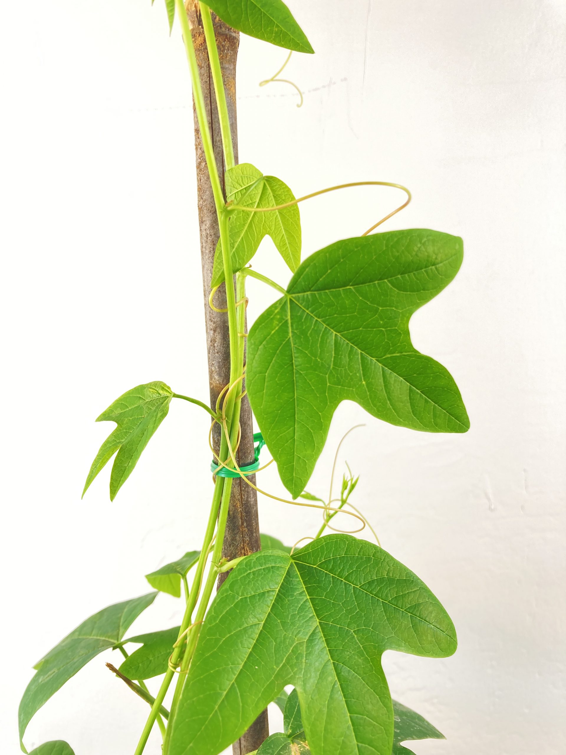 Passiflora