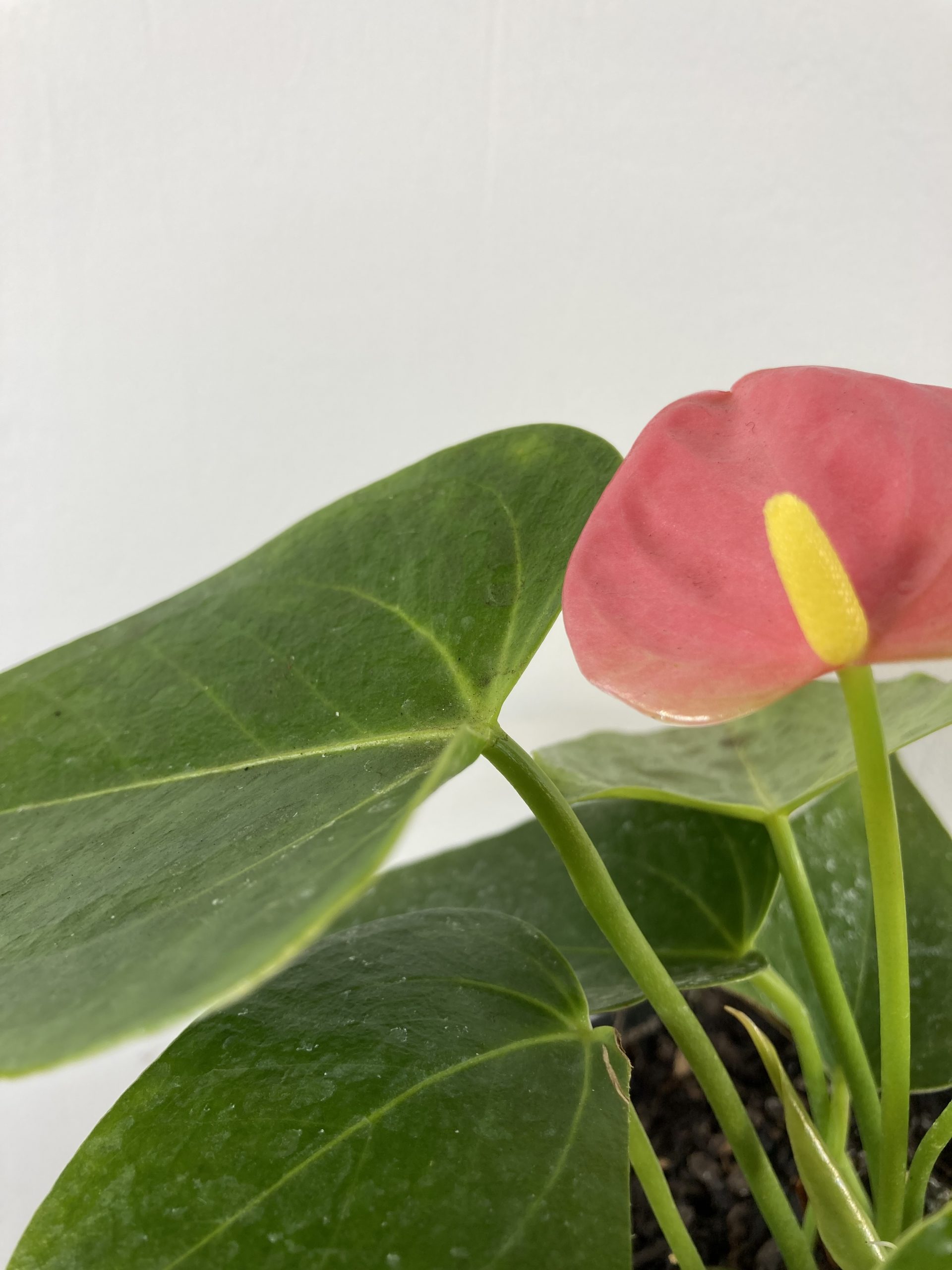 Anturio con flor (Anthurium Andreanum)