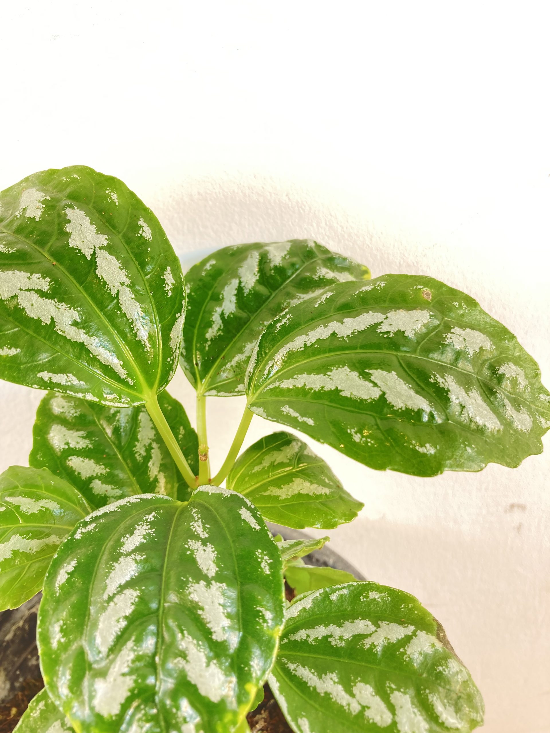 Pilea