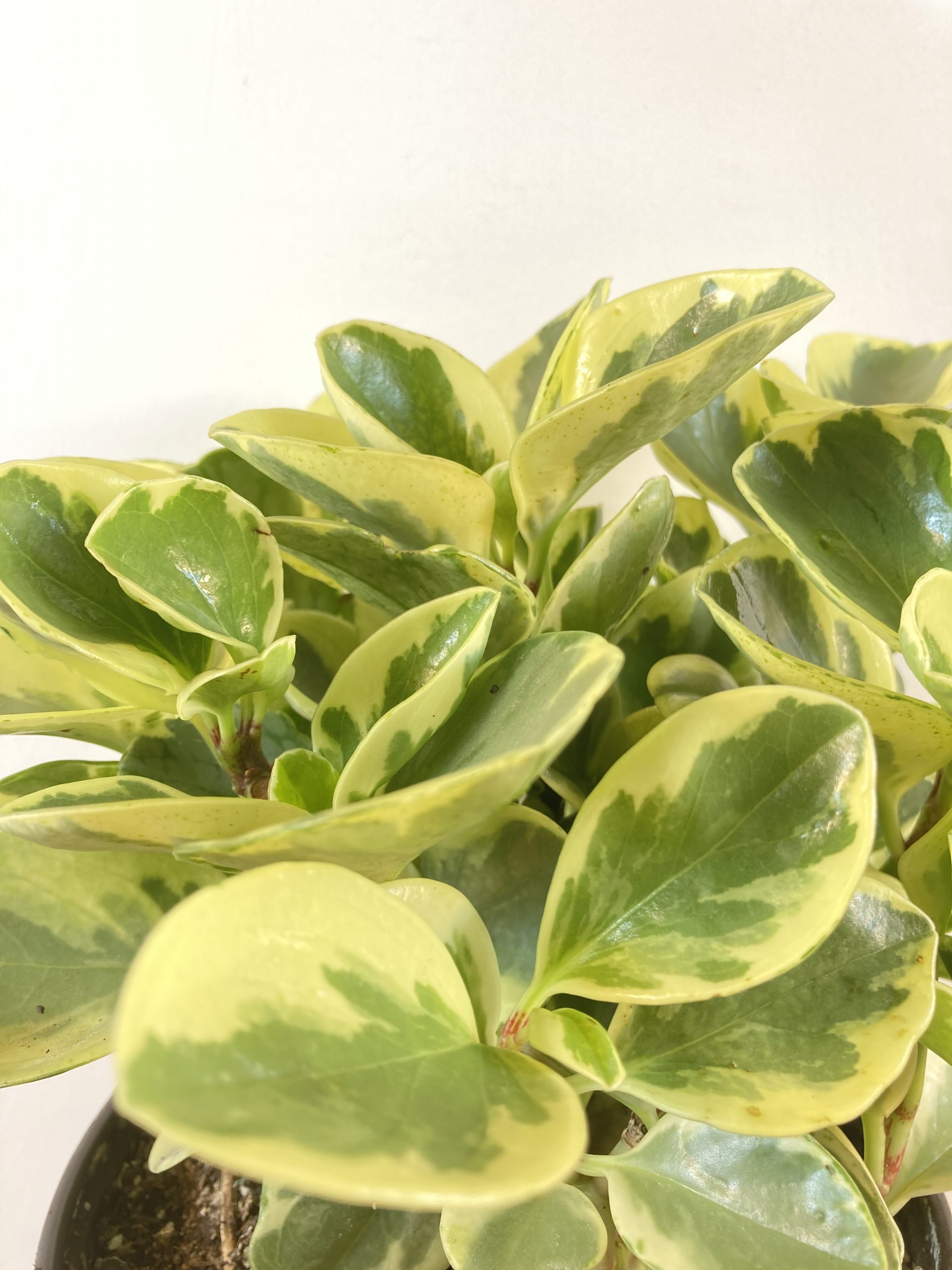 Peperomia Obtusifolia Variegada