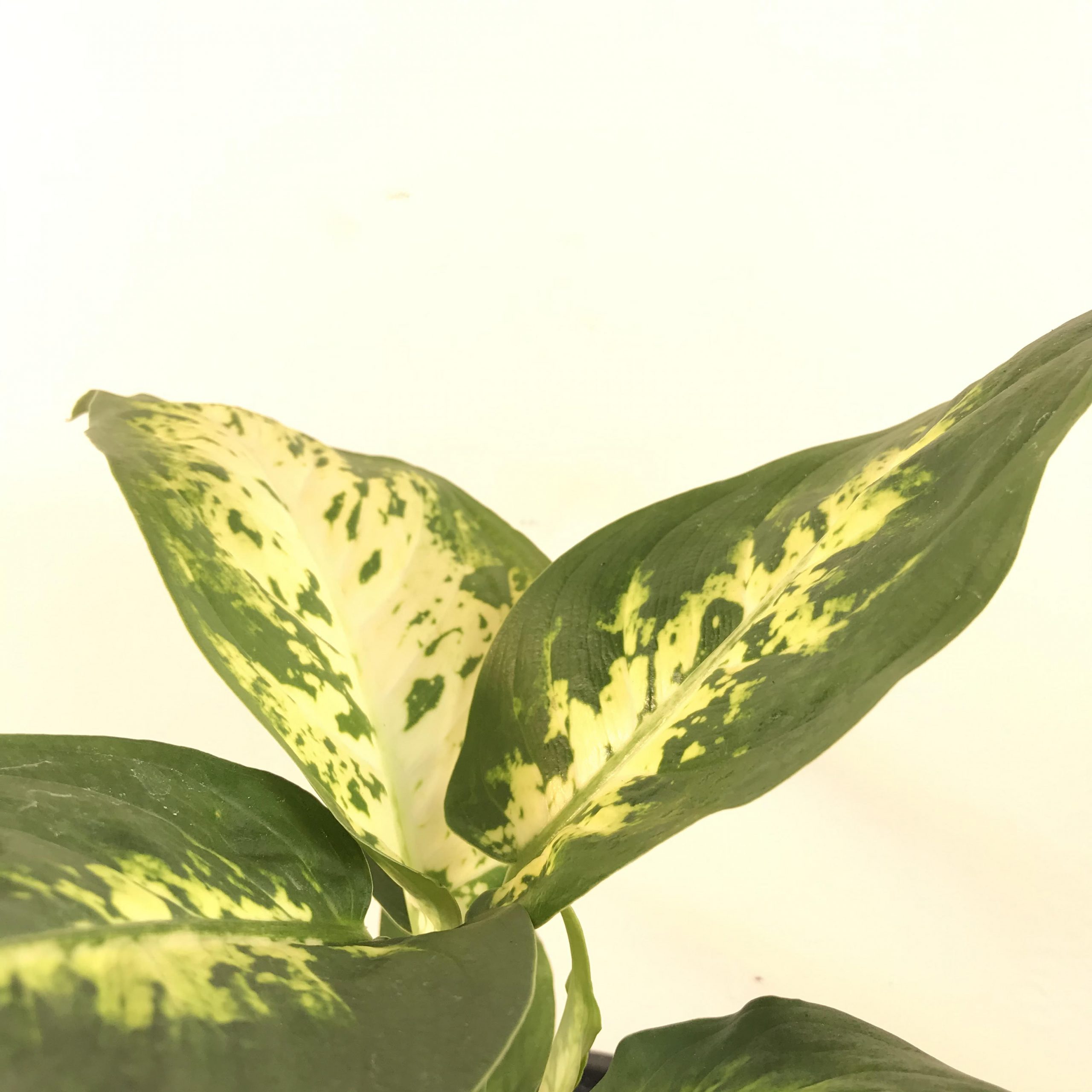 Dieffenbachia