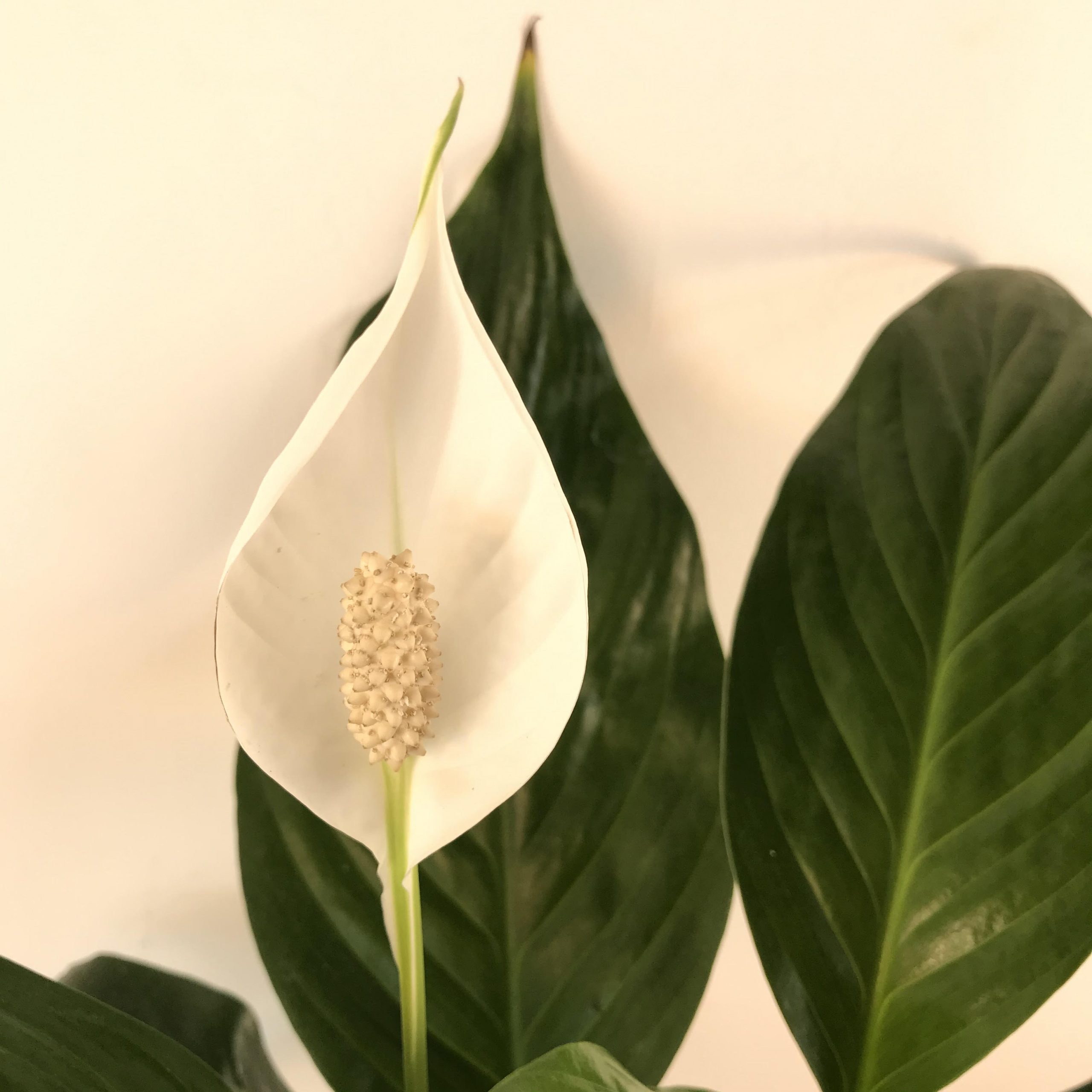 Spathiphyllum