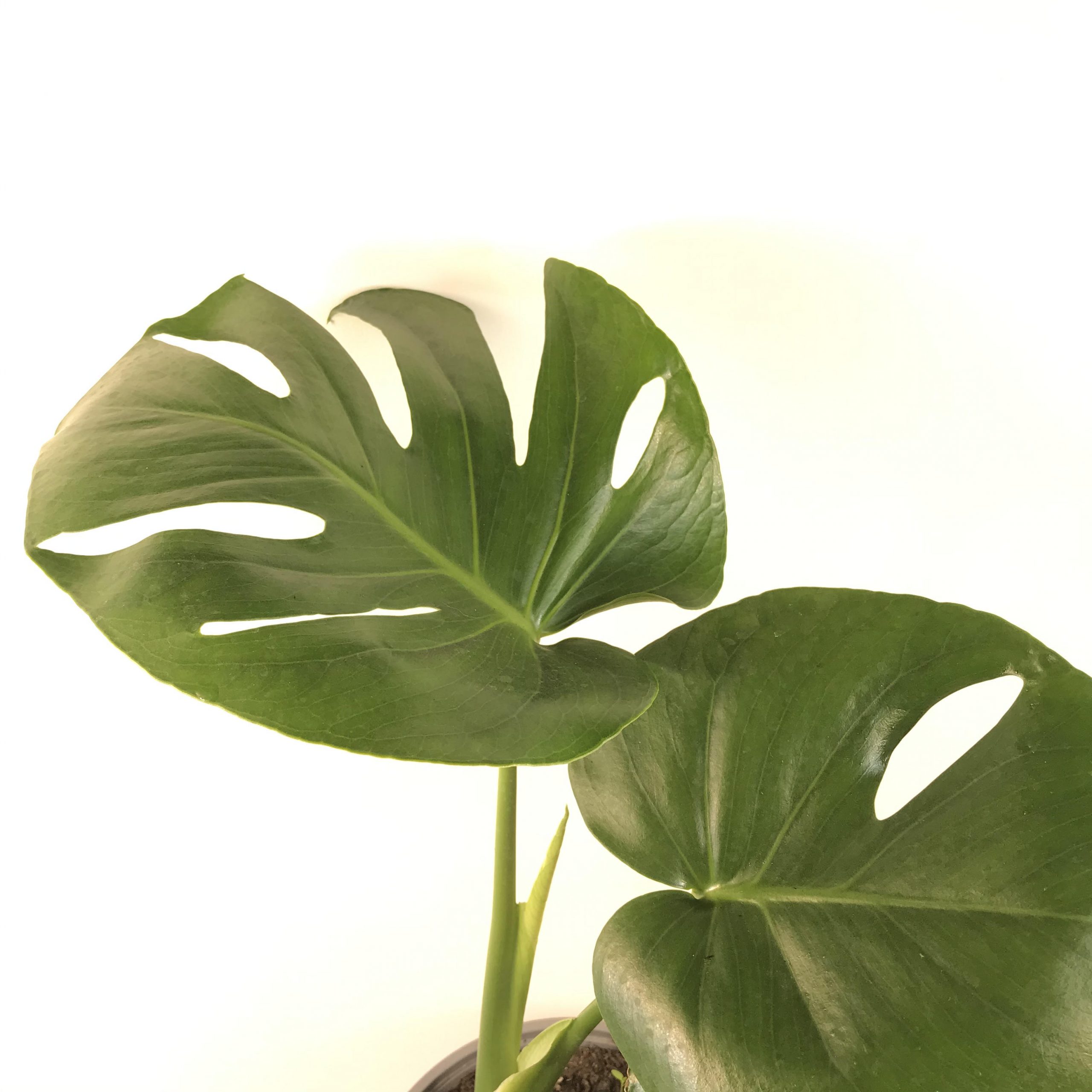 Baby Mariana (Monstera Deliciosa) - Macetero Plástico