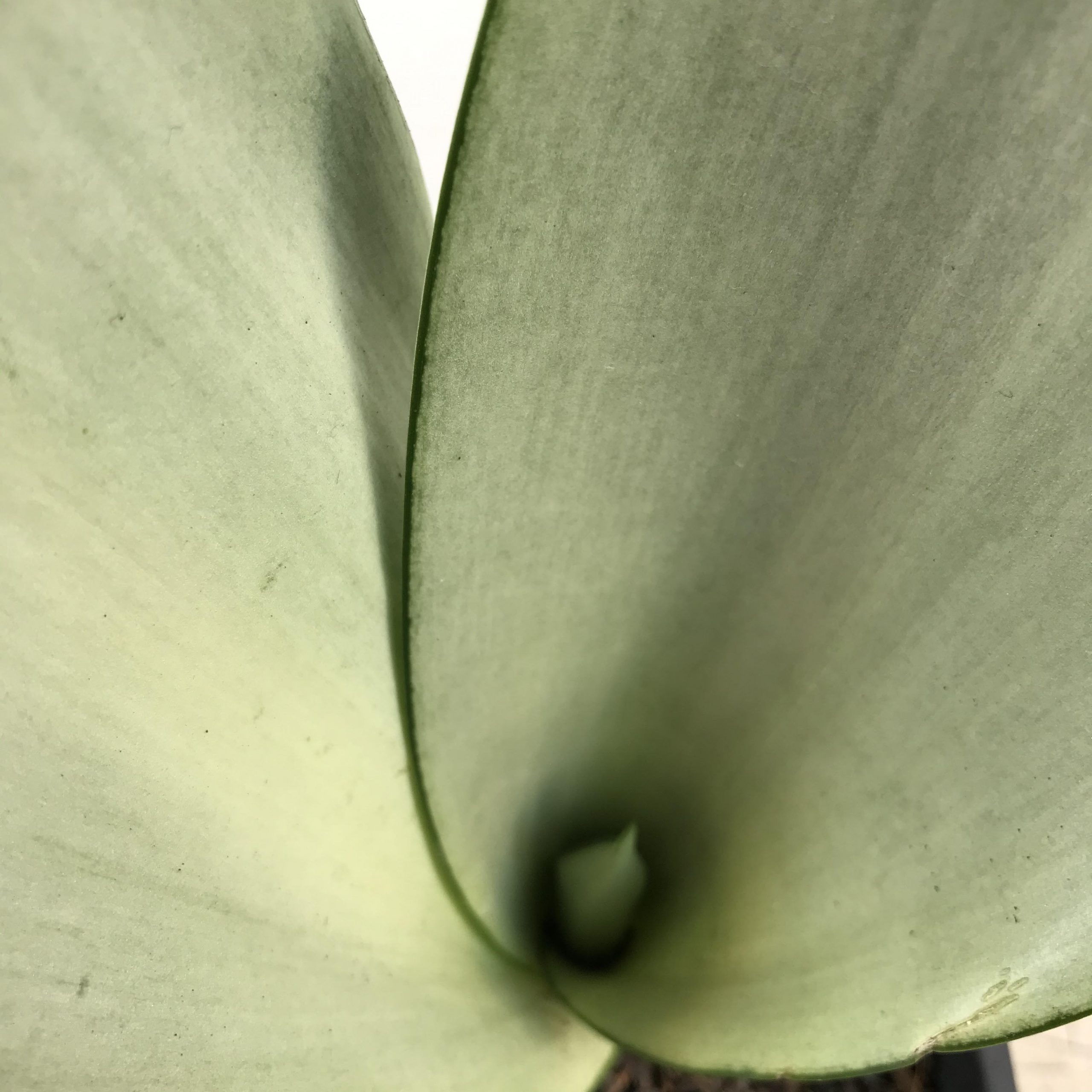 Sansevieria Moonshine