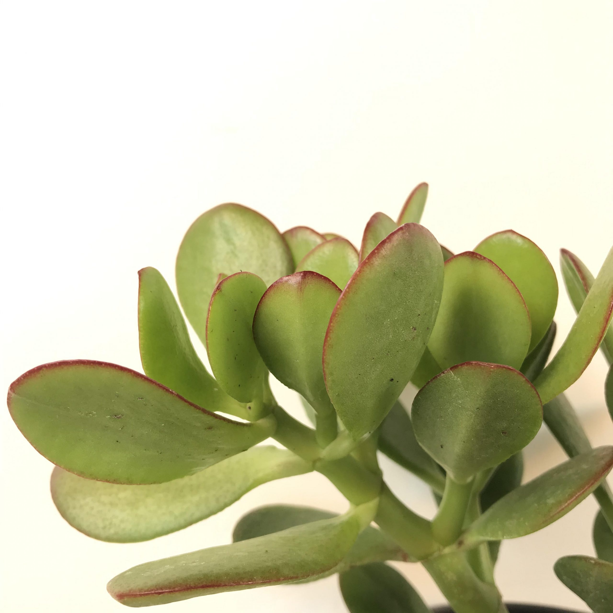 Jade