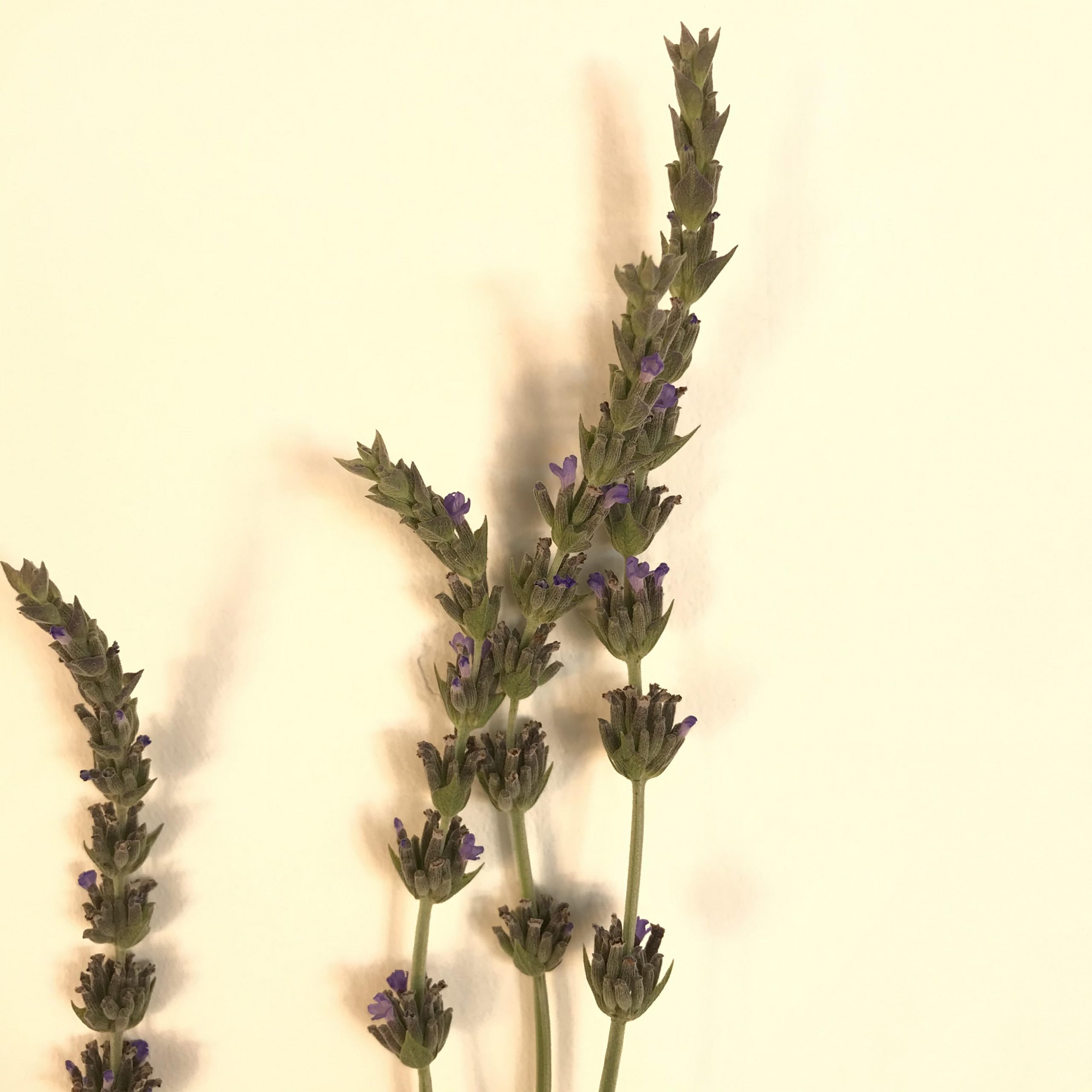 Lavanda