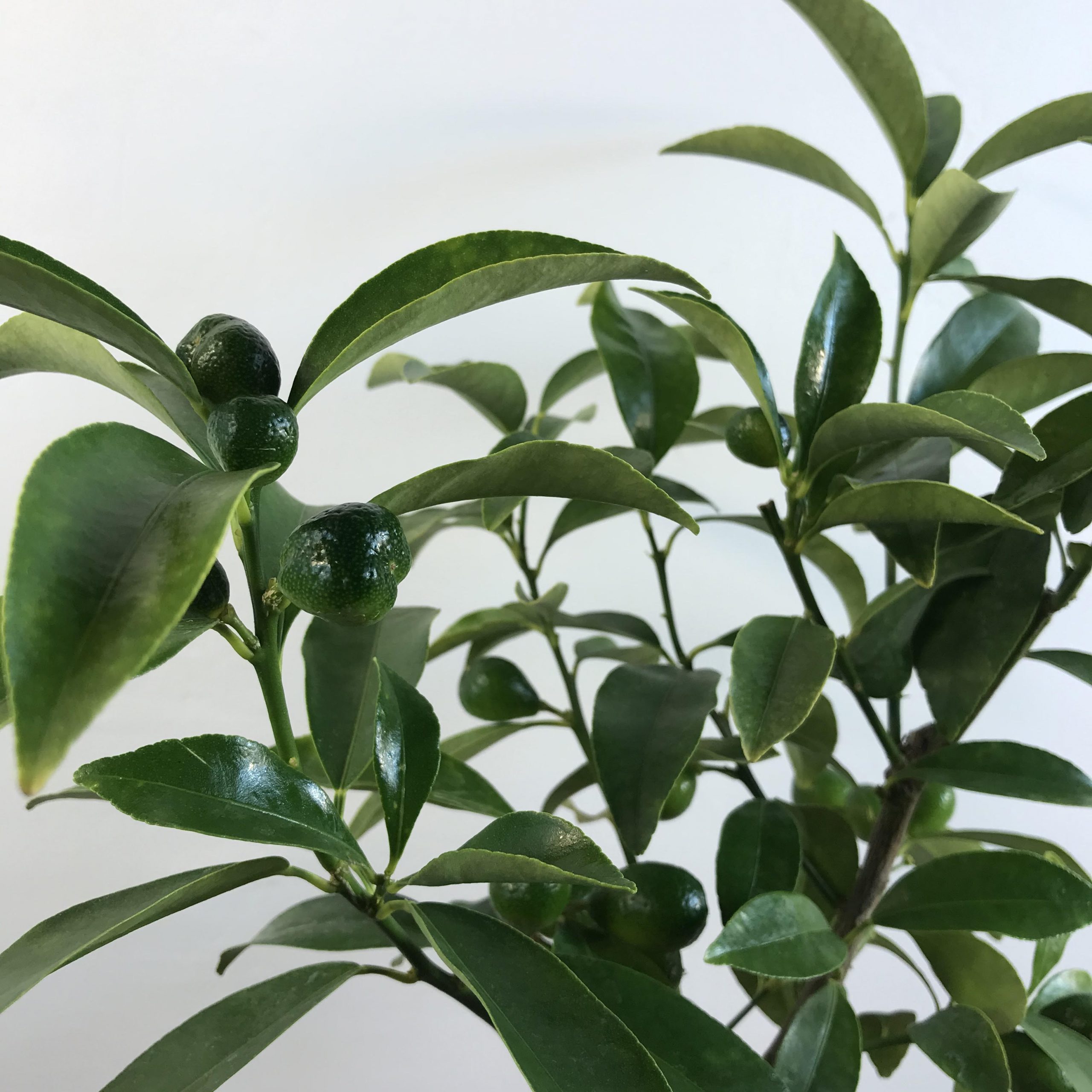 Kumquat