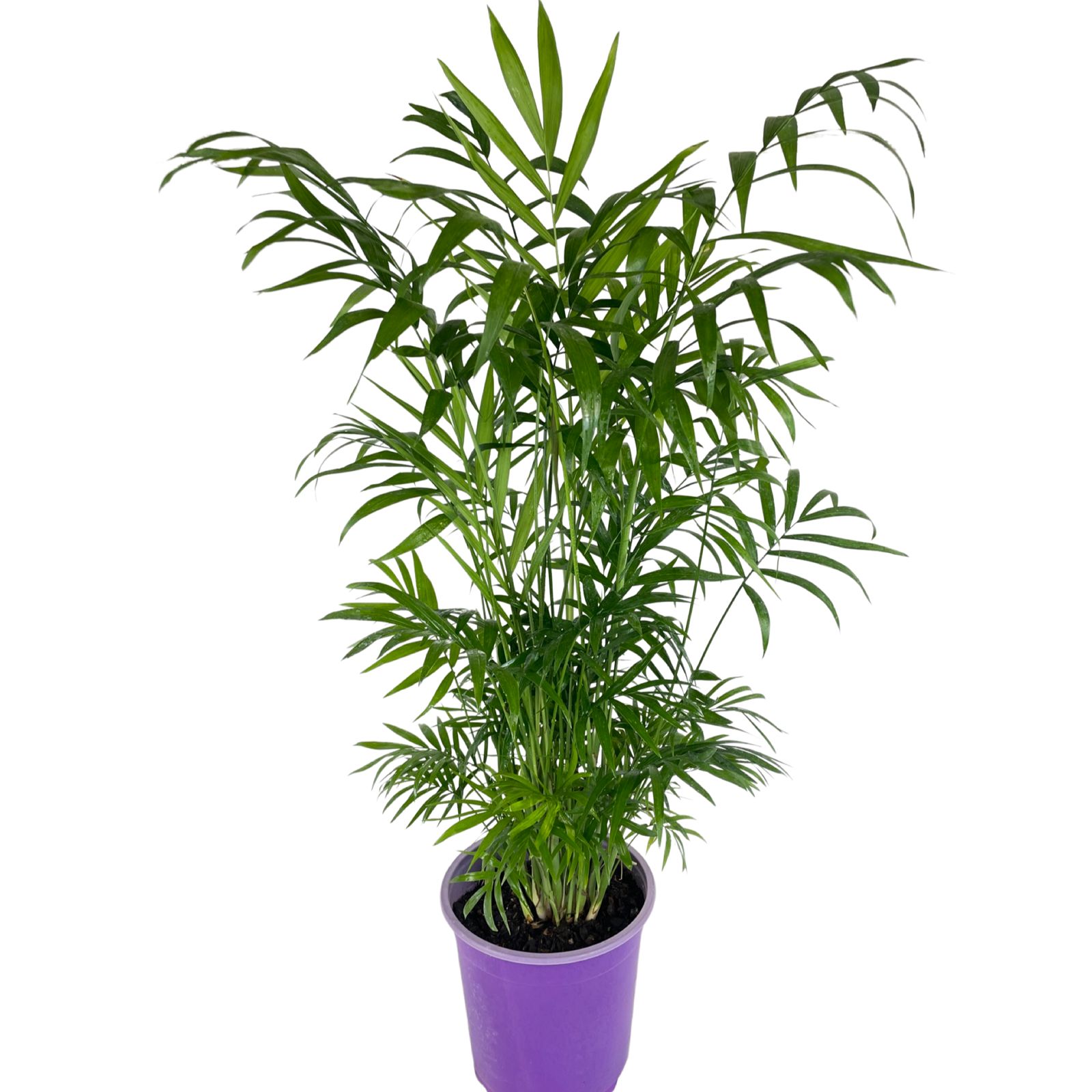 Chamaedorea