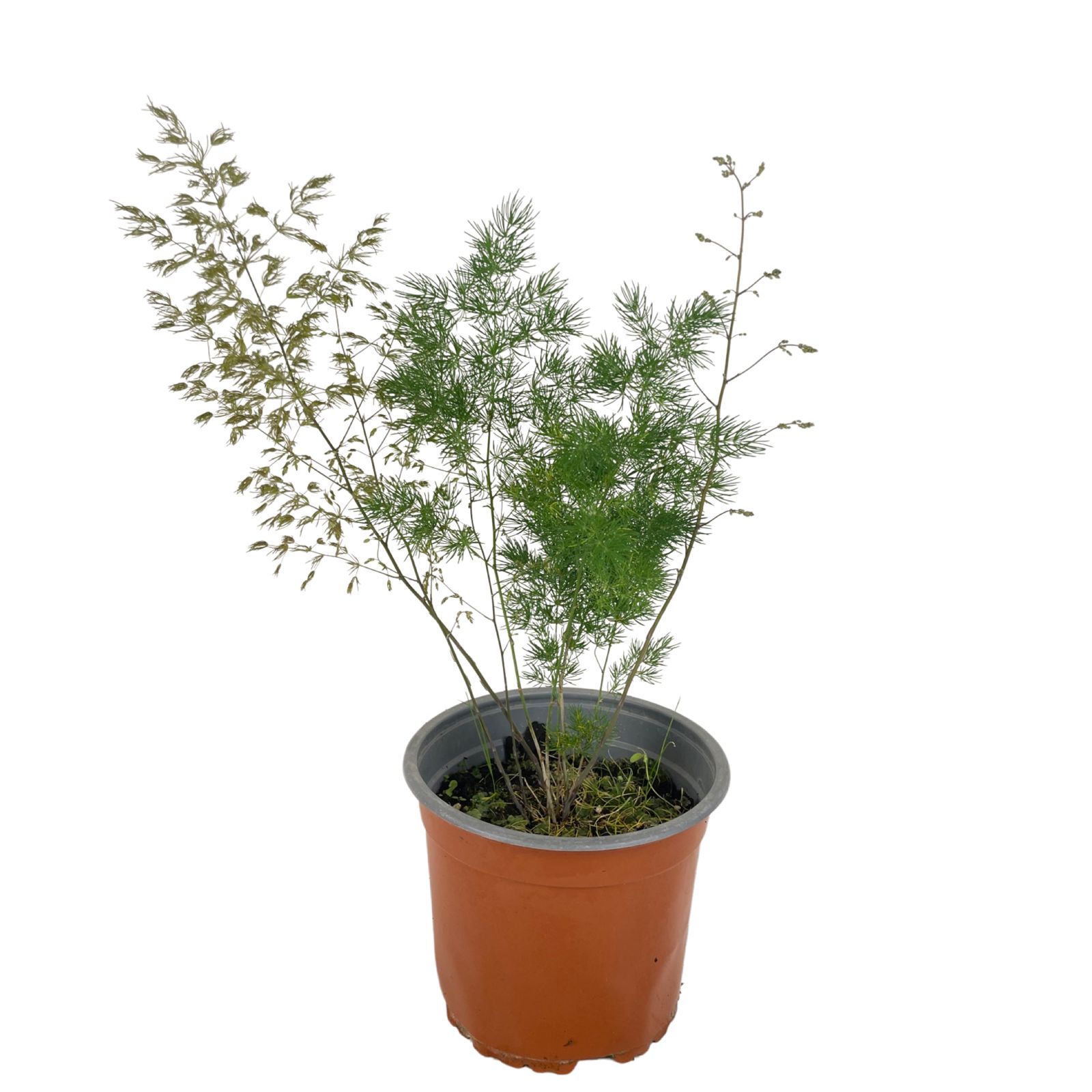 Asparagus plumoso