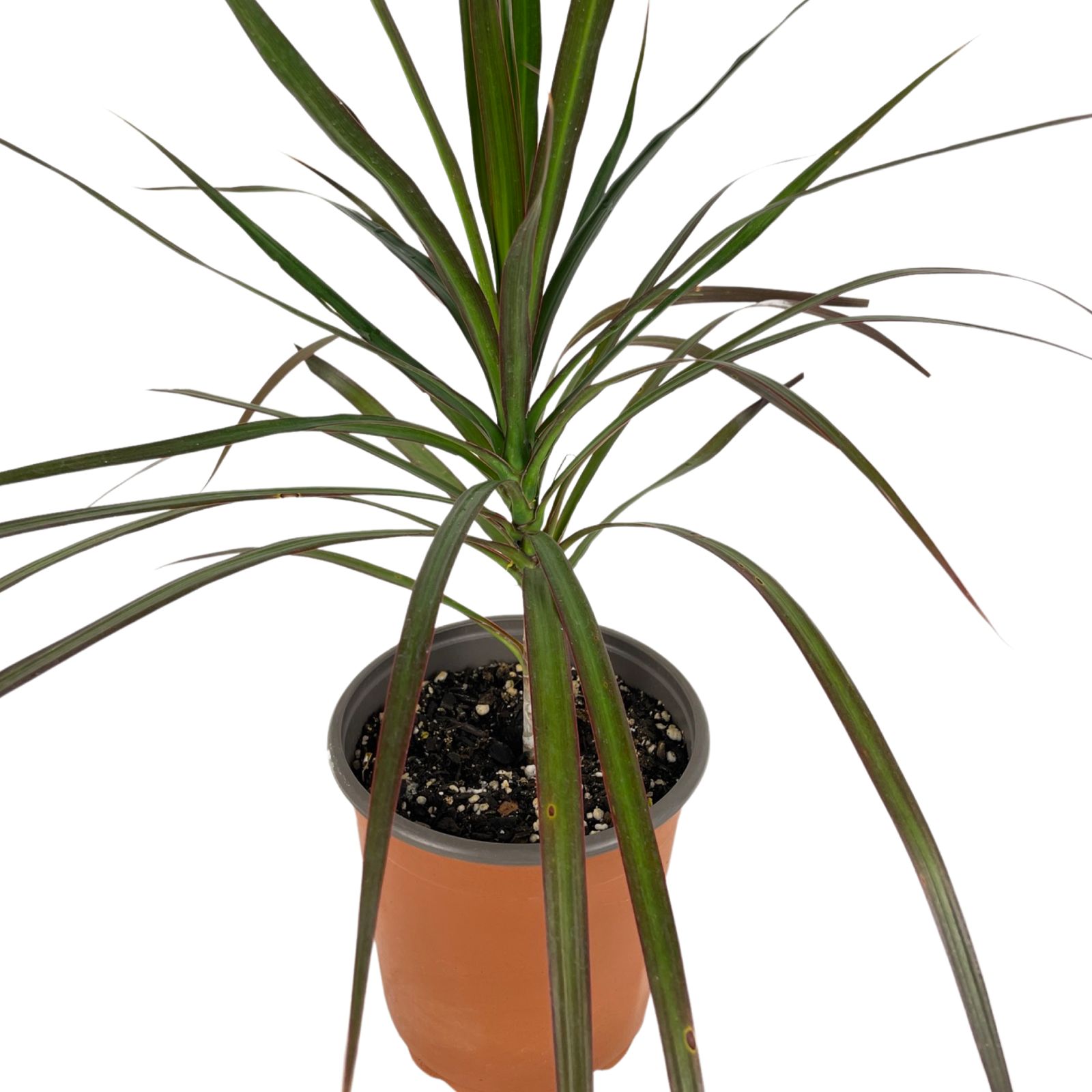 Dracaena marginata