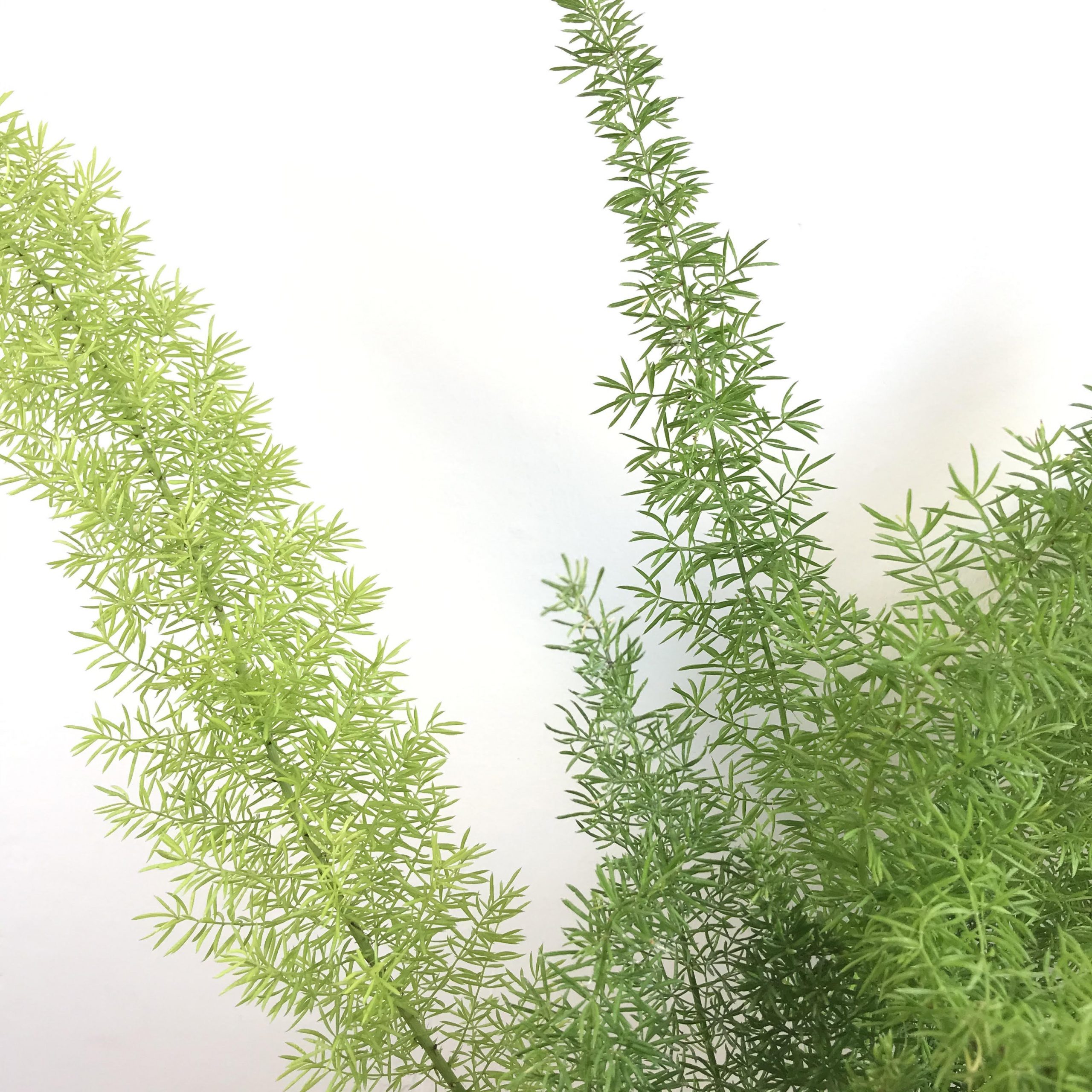 Asparagus meyerii