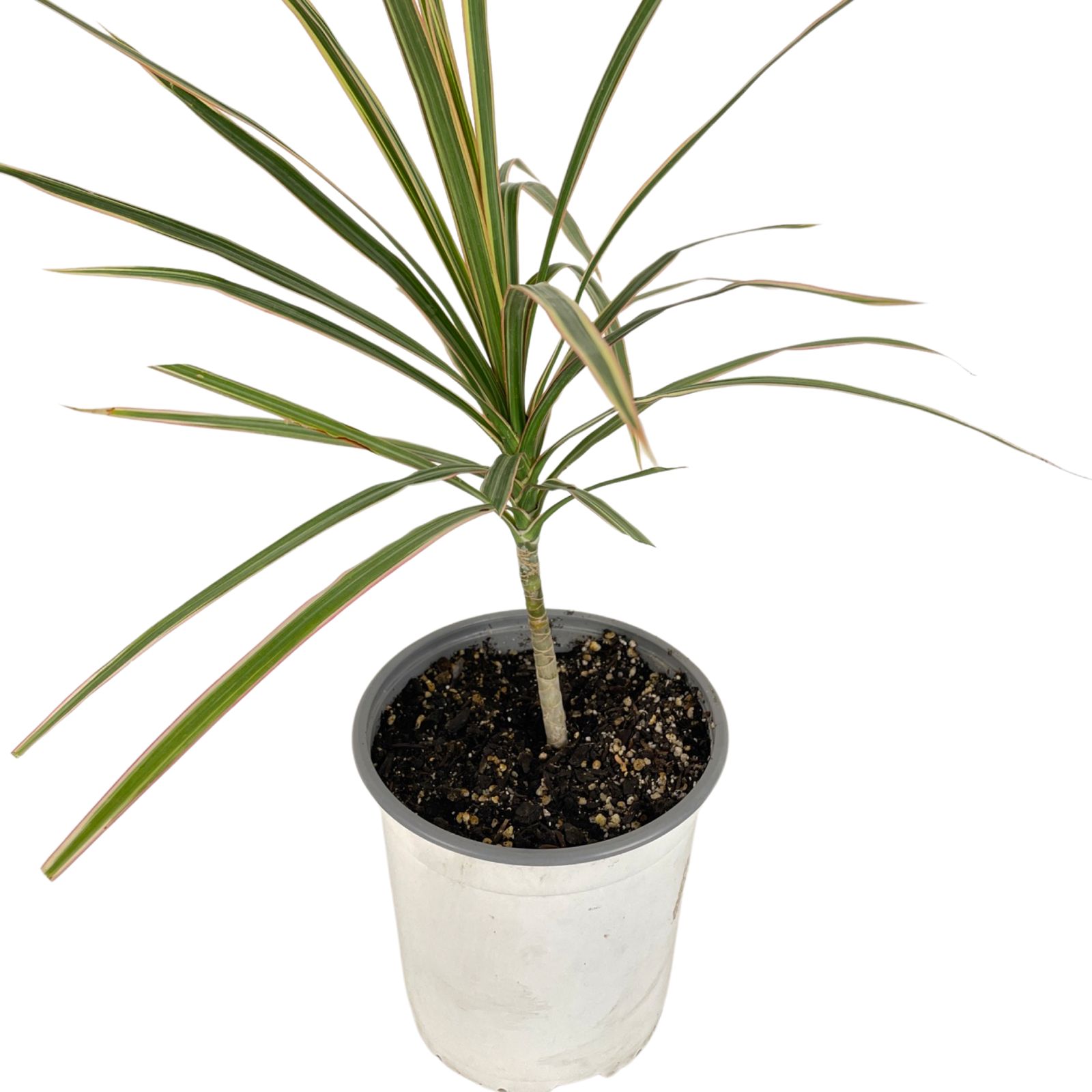 Dracaena marginata variegada