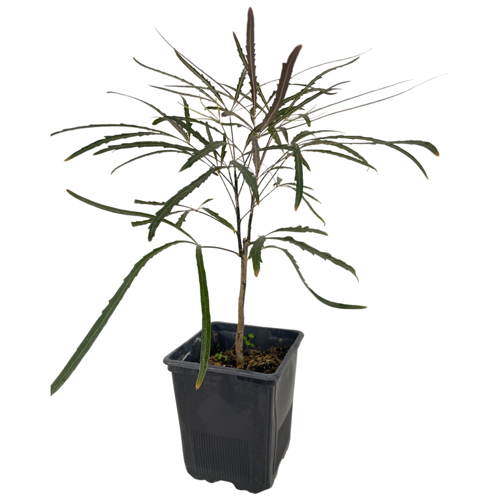 Aralia elegantisima