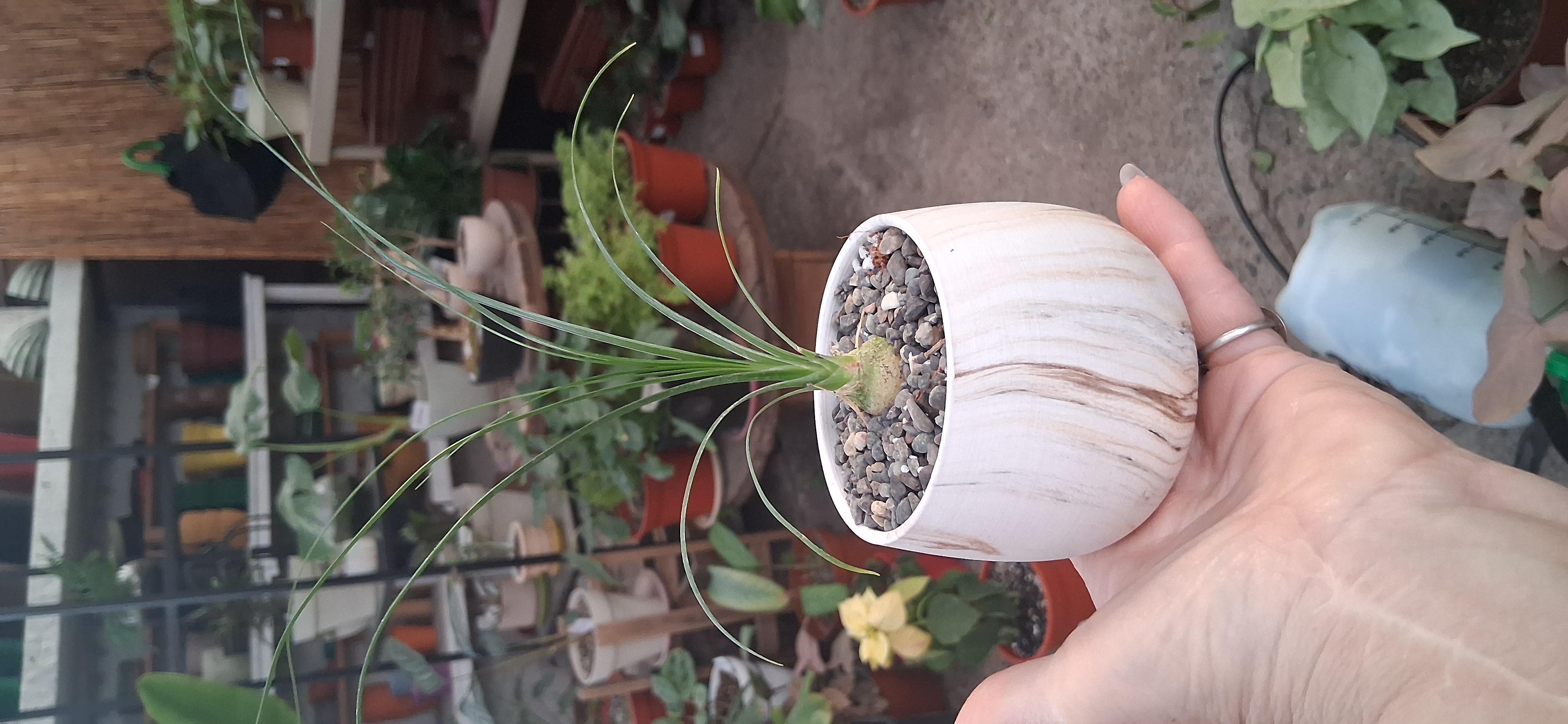 Beaucarnea
