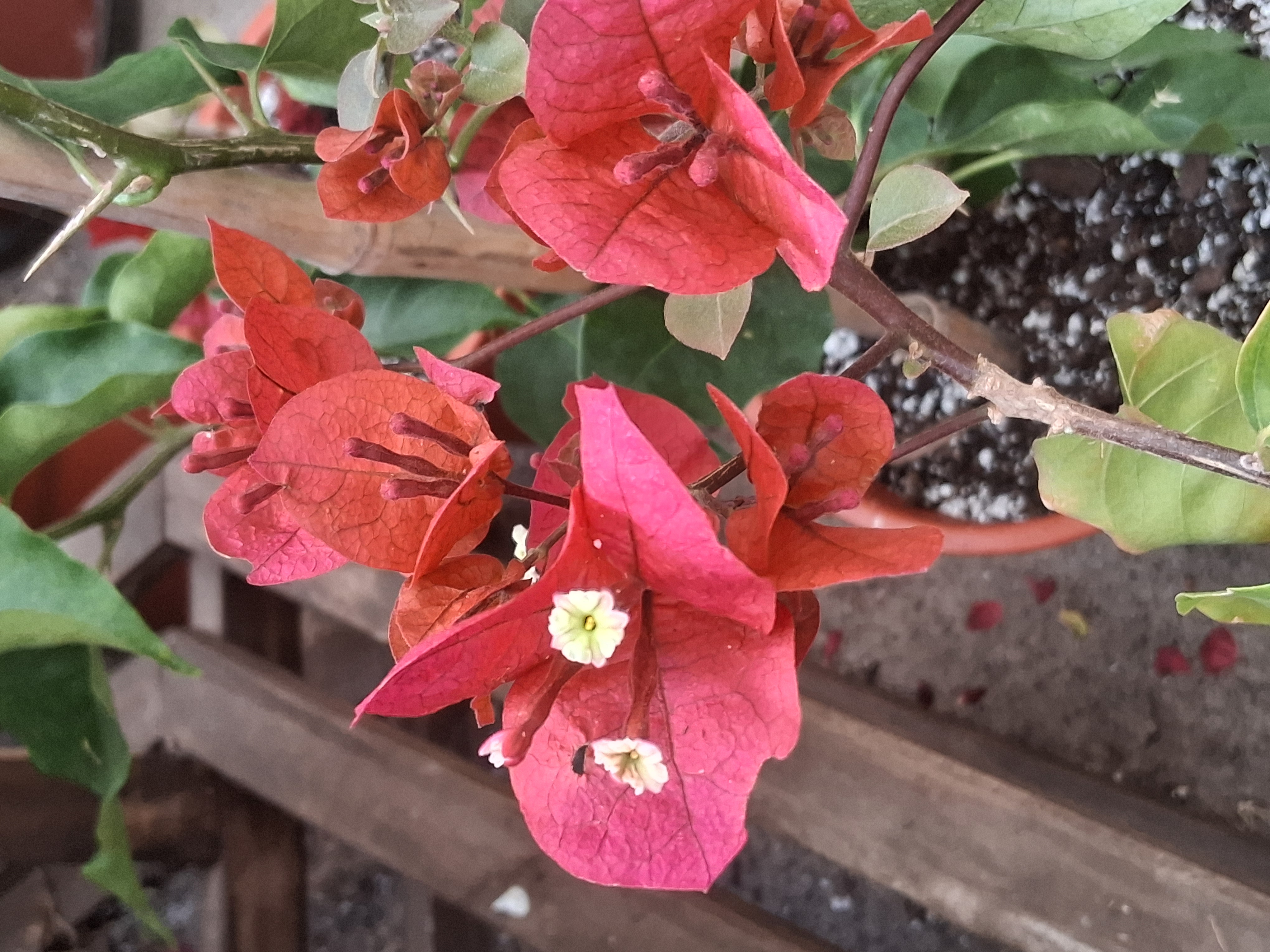 Buganvillea