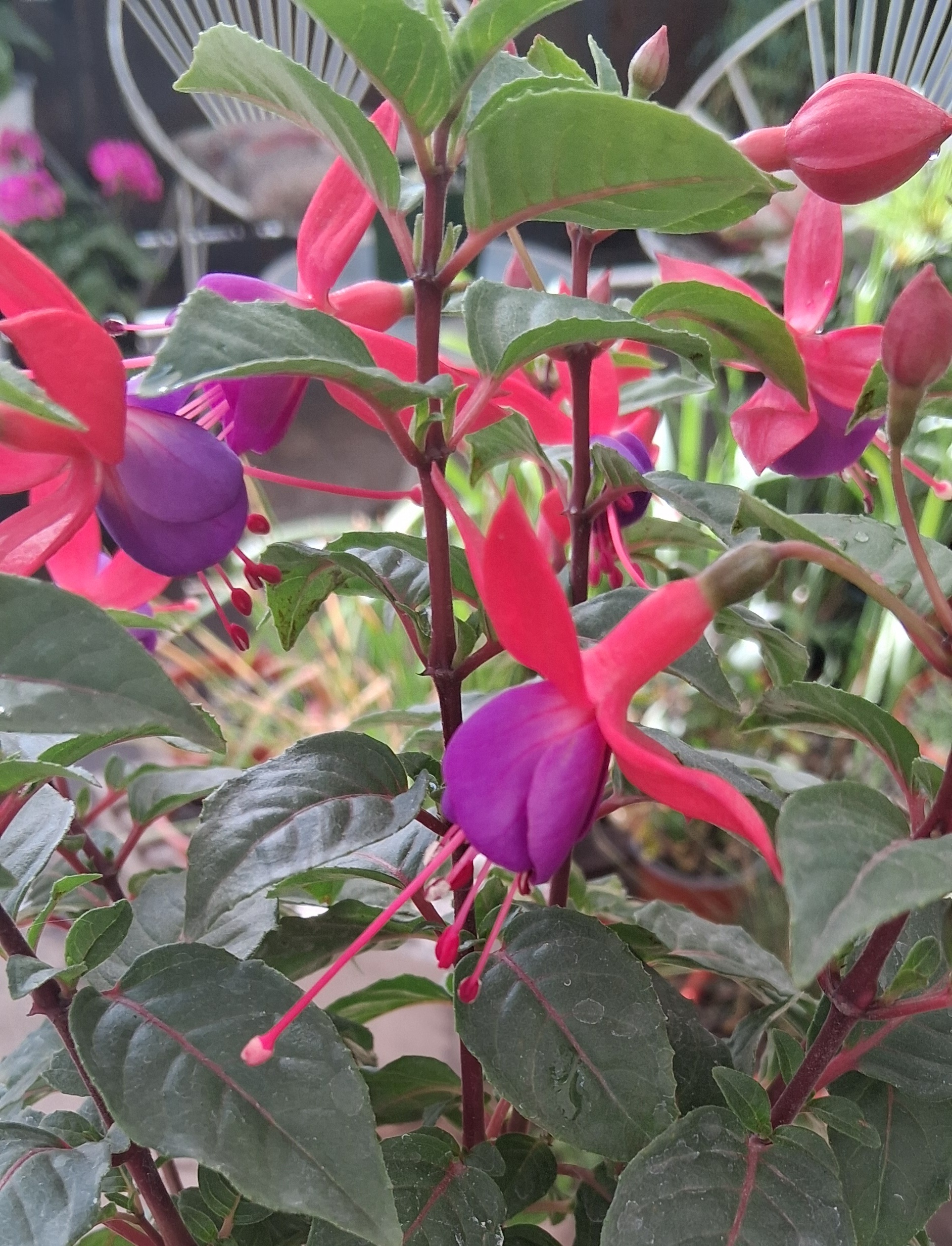 Fuchsia