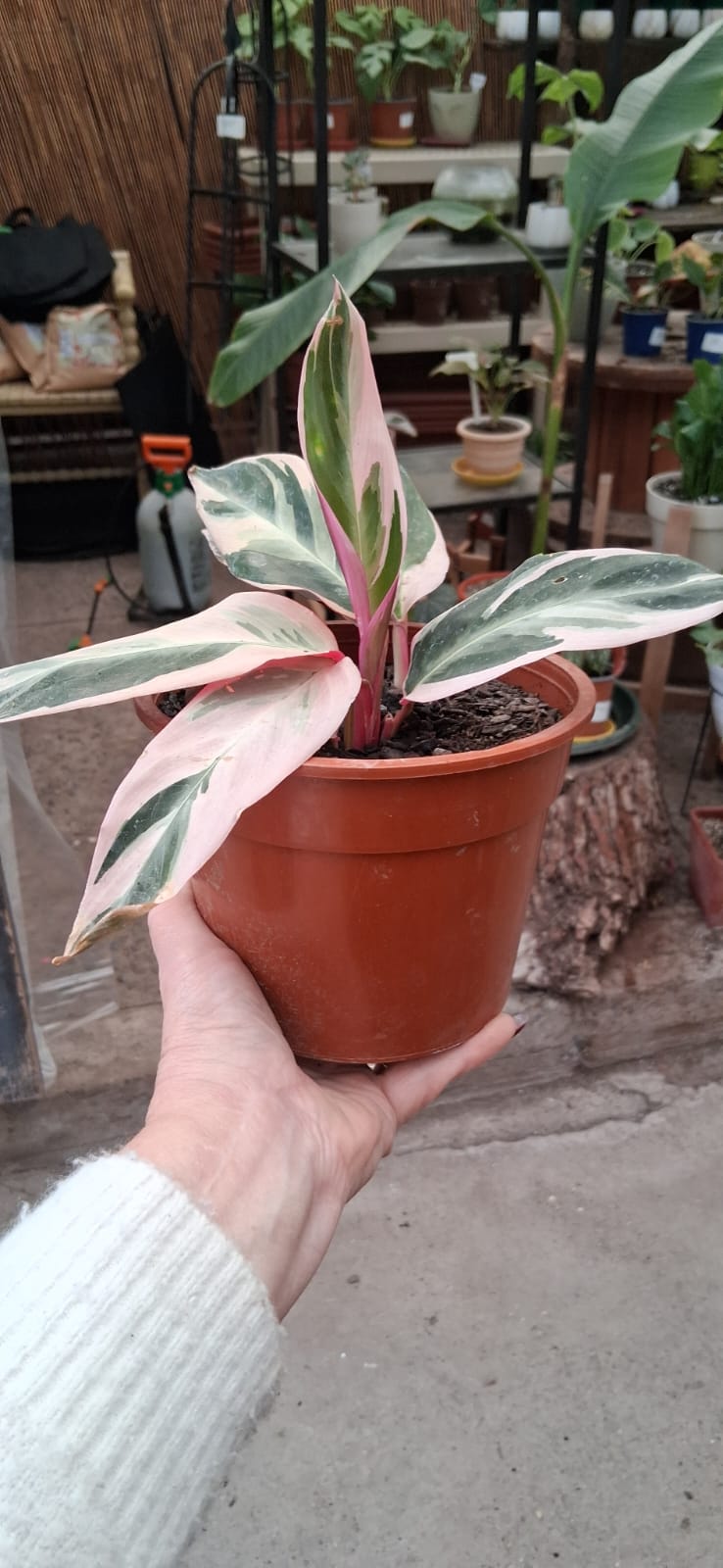 Stromanthe triostar