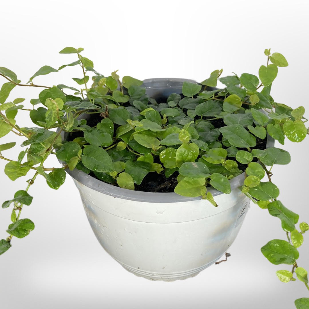 Ficus Repens - Ficus Pumila
