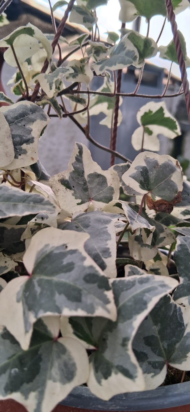Hiedra variegada