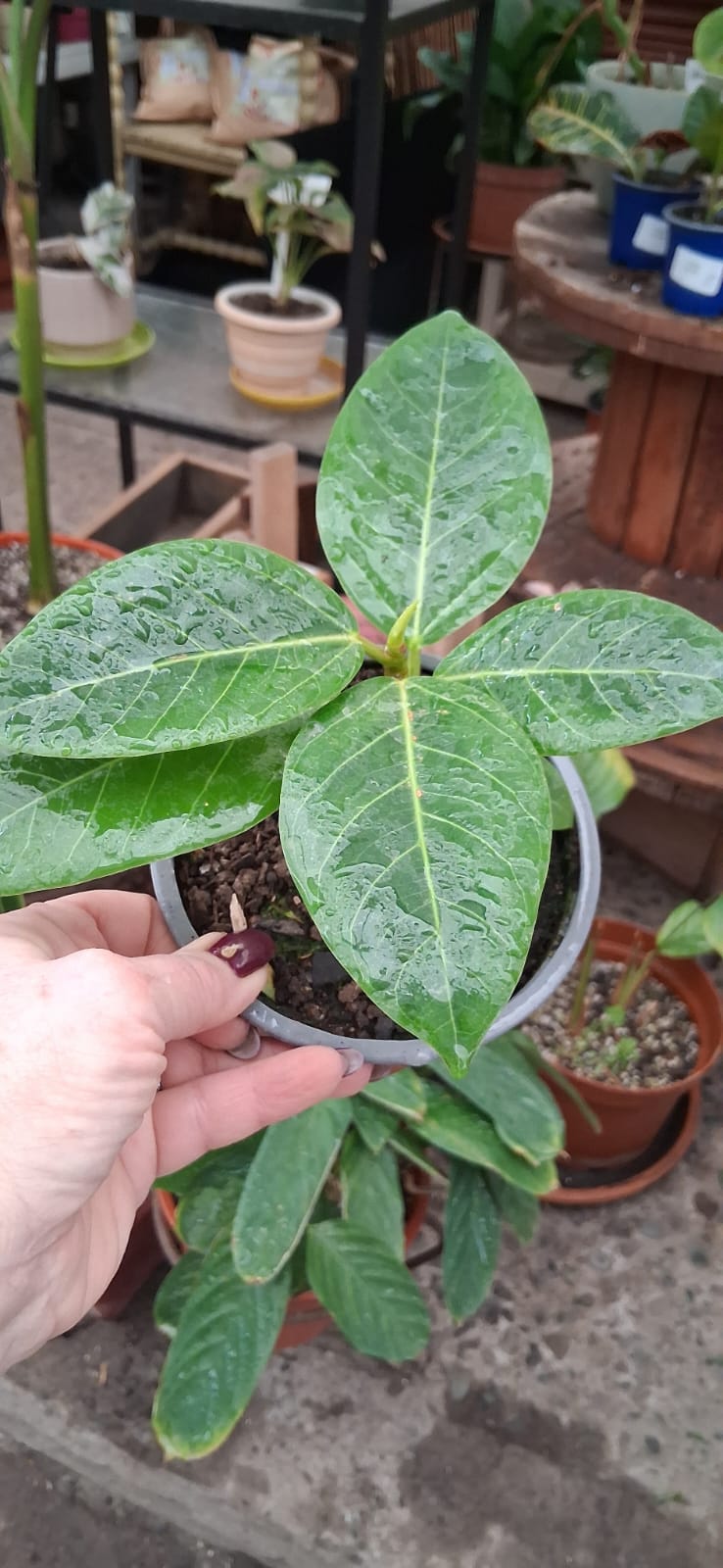 Gomero altissima