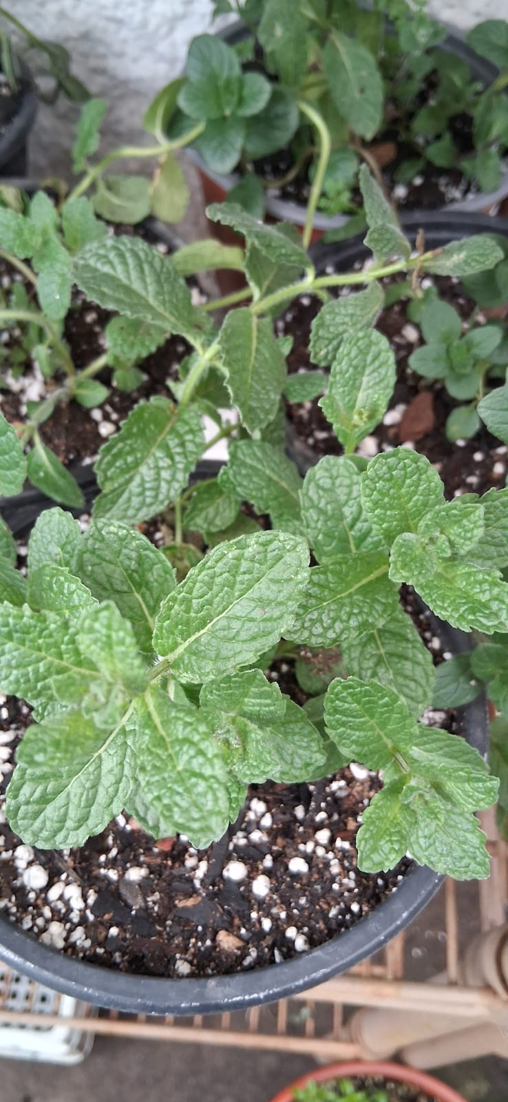 Menta