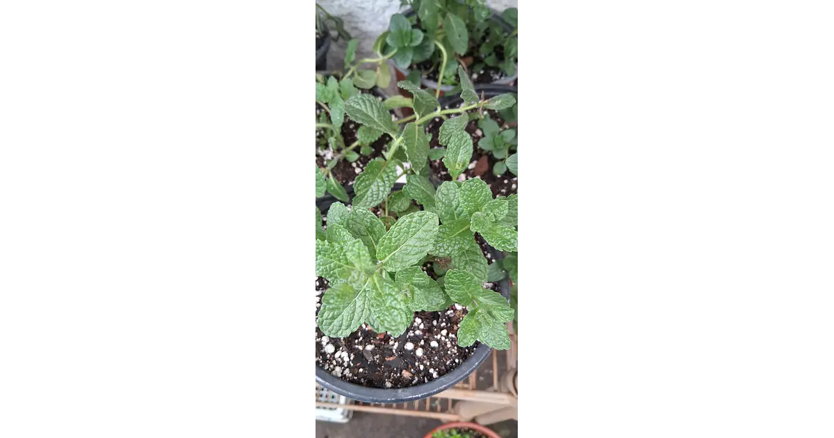 Menta