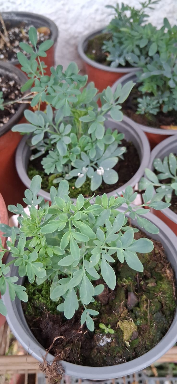 15cm Cirio/Velon Ruda