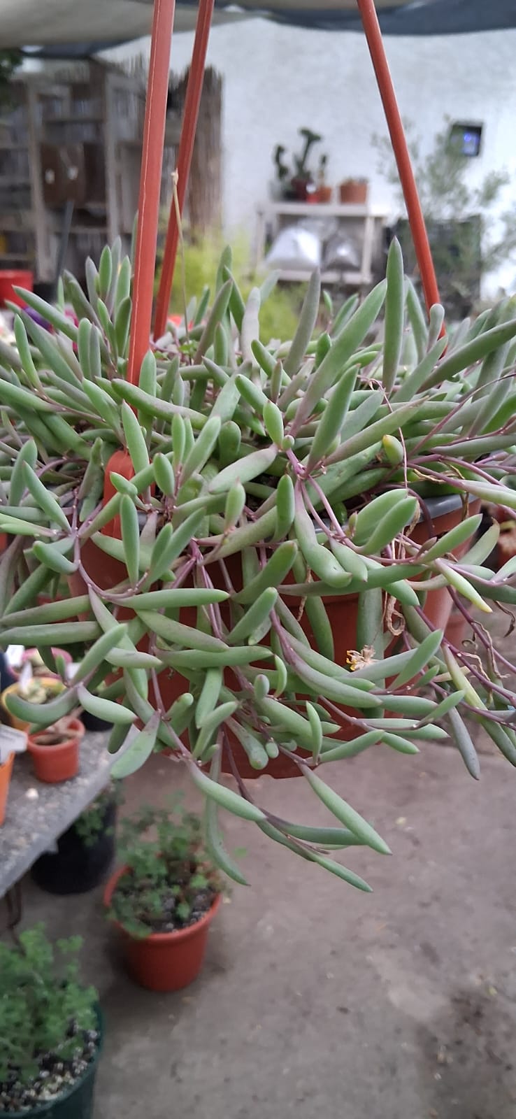 Othonna capensis