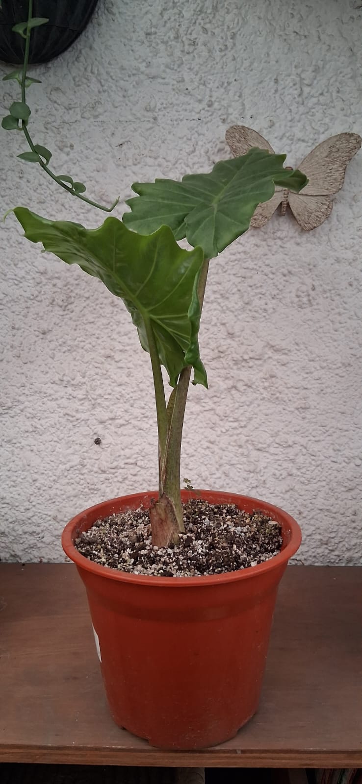 Alocasia Macrorrhizos