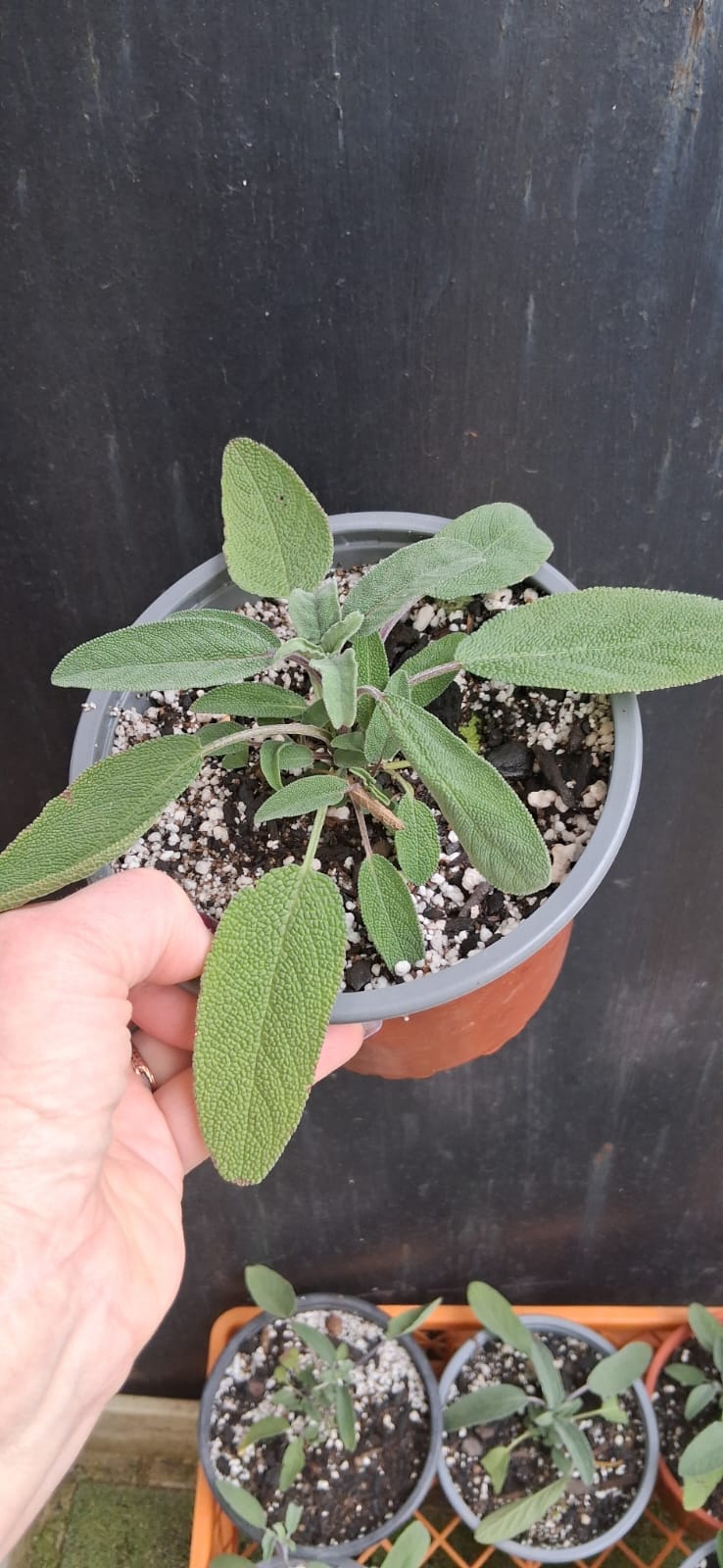 Salvia