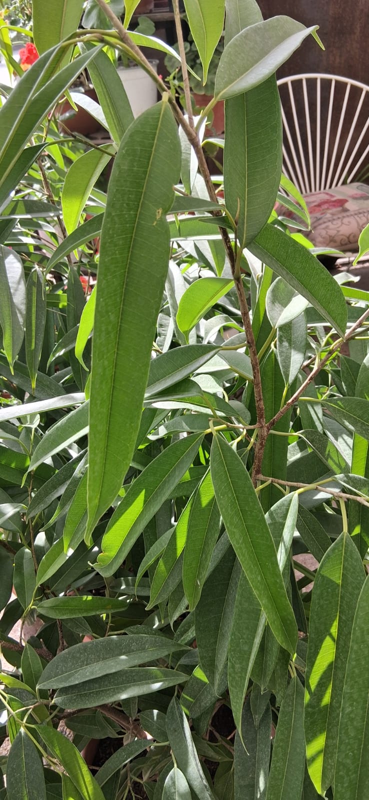Ficus Alli