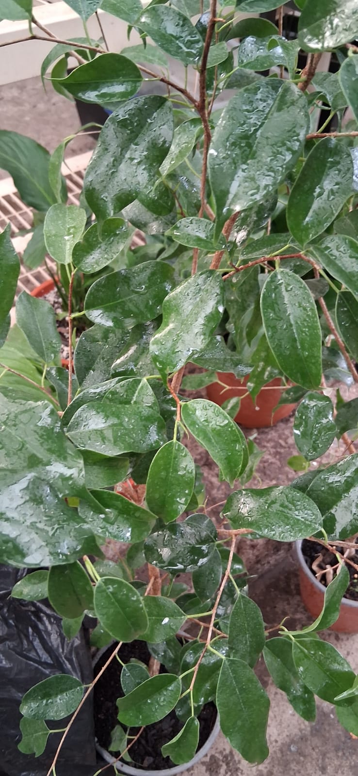 Ficus benjamina