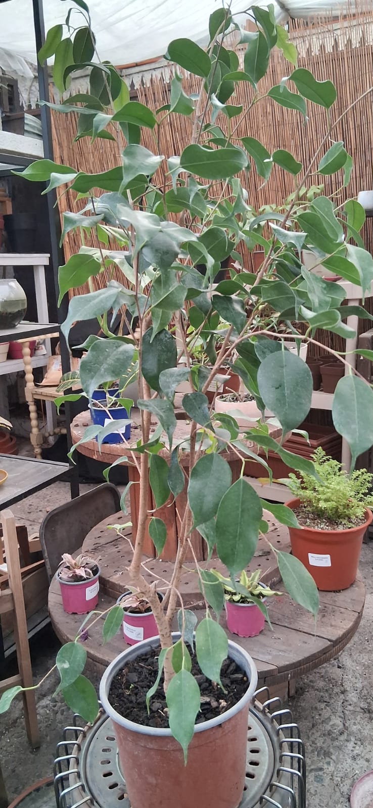 Ficus benjamina