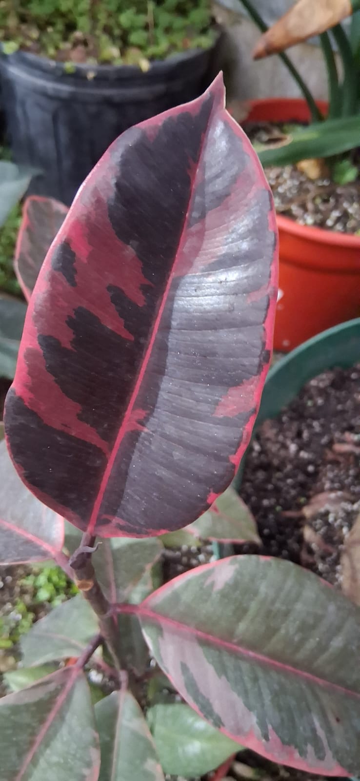 Ficus elástica Ruby