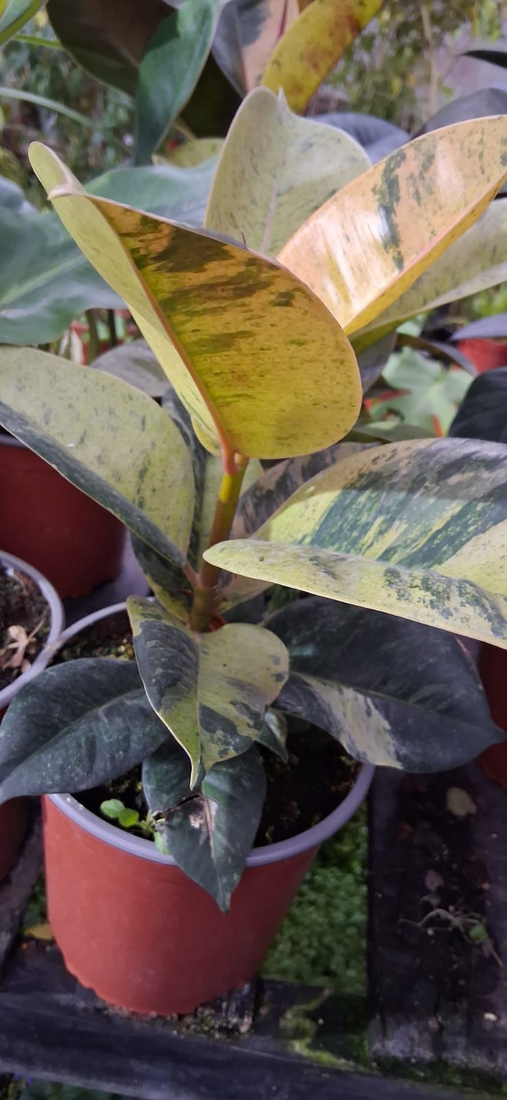 Ficus elástica shivereana