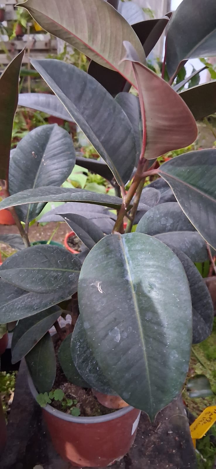 Ficus elástica